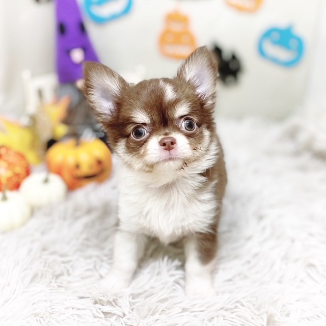 静岡県のチワワ(ロング) (犬の家＆猫の里藤枝店/2025年8月18日生まれ/男の子/チョコレート、クリーム&ホワイト)の子犬の3枚目の画像