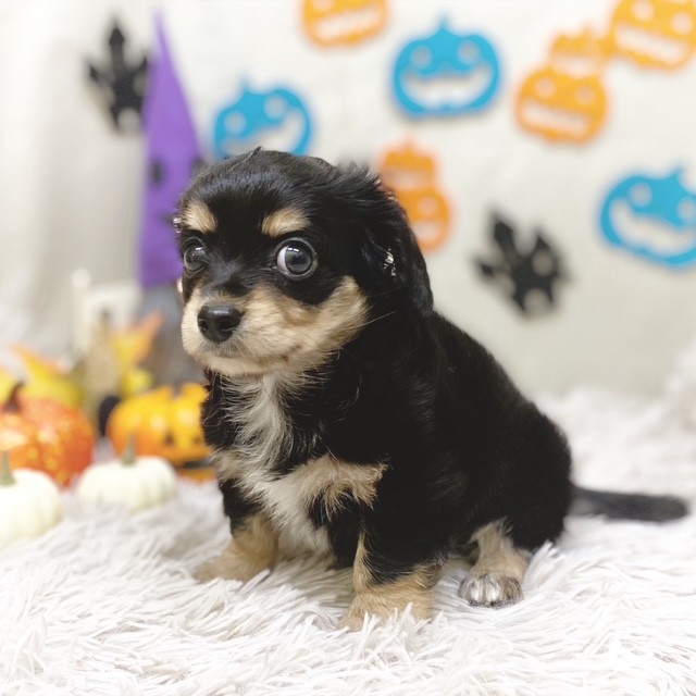 静岡県のチワックス(チワワ×ダックス) (犬の家＆猫の里藤枝店/2025年8月18日生まれ/女の子/ブラックタン)の子犬の3枚目の画像