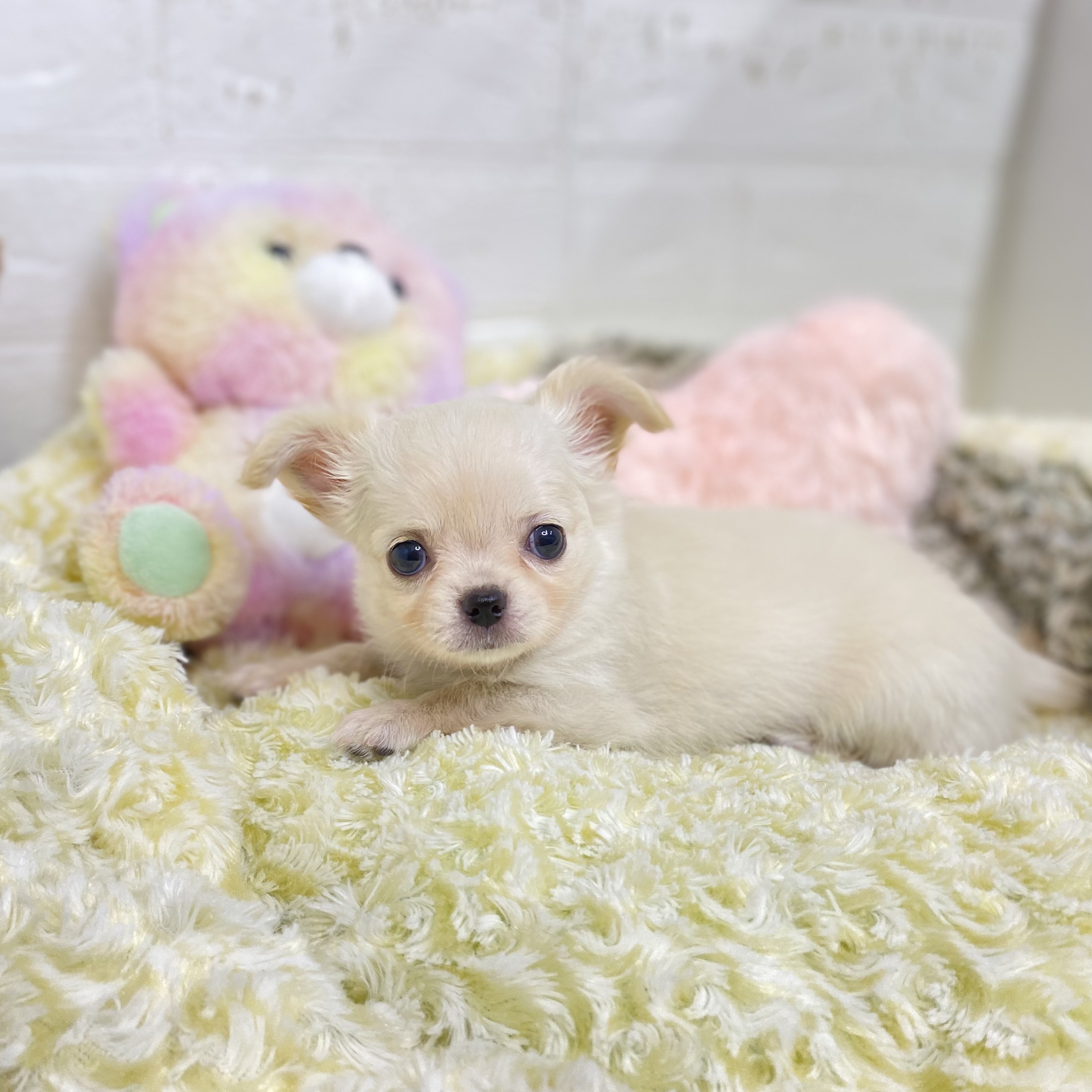 長野県のチワワ(ロング) (犬の家＆猫の里長野店/2025年8月18日生まれ/女の子/クリーム)の子犬の1枚目の画像