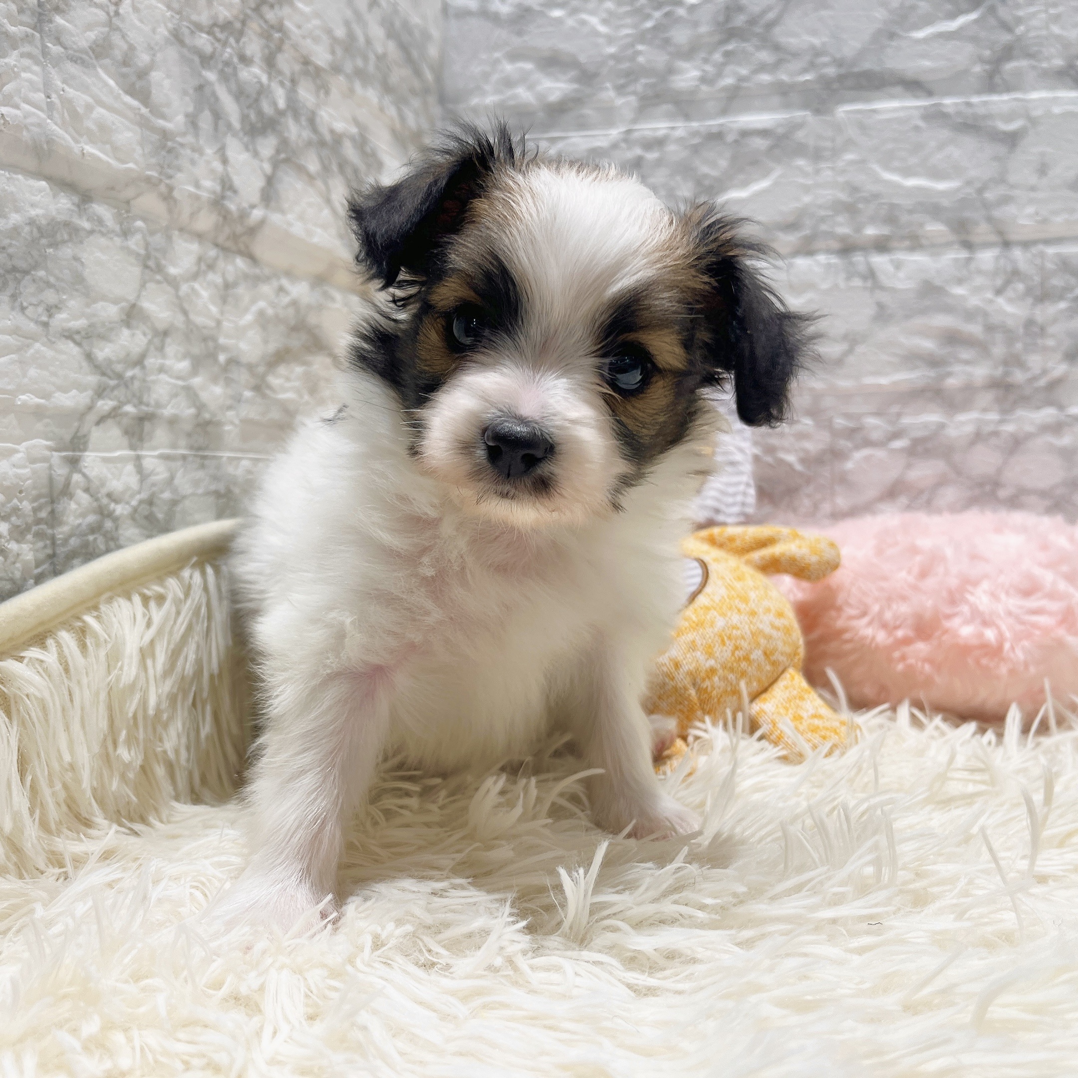 愛知県のパピヨン (犬の家＆猫の里MiO香久山店/2025年8月19日生まれ/男の子/ホワイトブラウン)の子犬の3枚目の画像