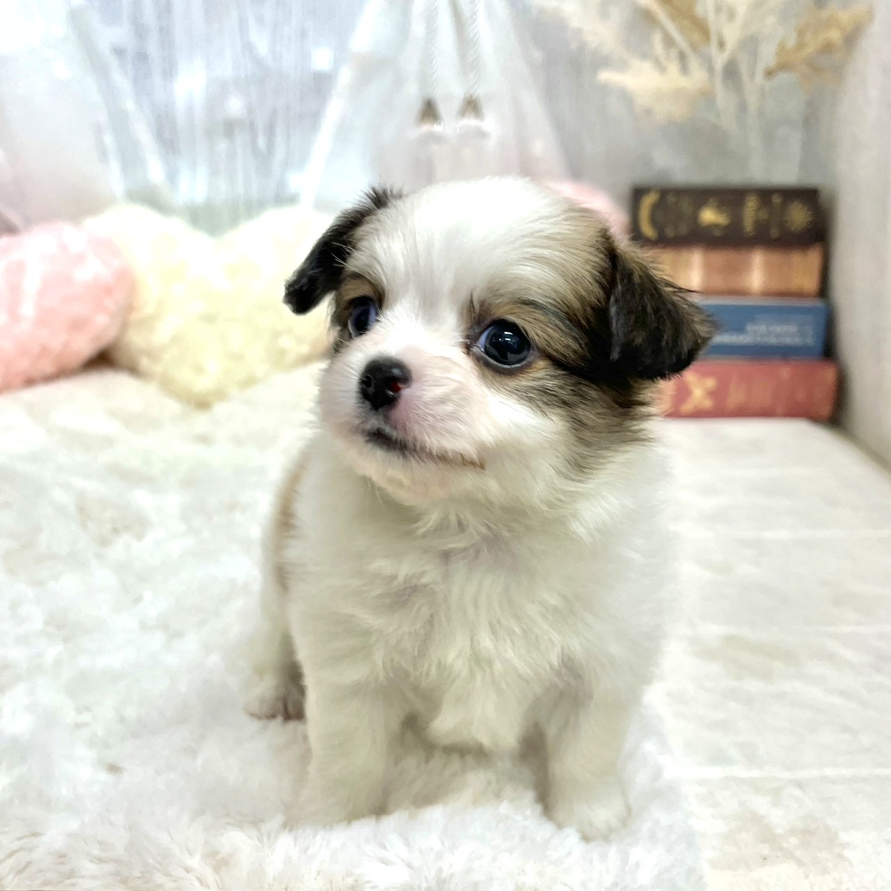 神奈川県のパピチー/チワパピ(パピヨン×チワワ) (犬の家＆猫の里相模原店/2025年8月19日生まれ/男の子/ホワイトブラウン)の子犬の3枚目の画像