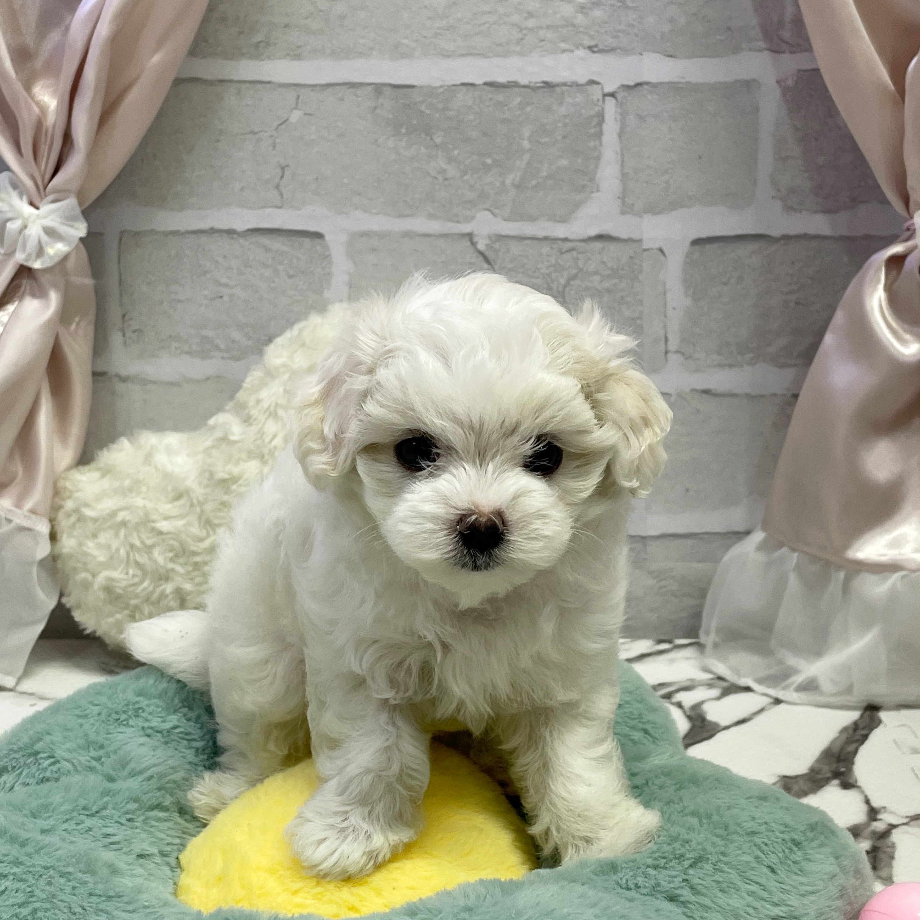 愛知県のマルチーズ (犬の家＆猫の里岡崎店/2025年8月19日生まれ/女の子/ホワイト)の子犬の1枚目の画像