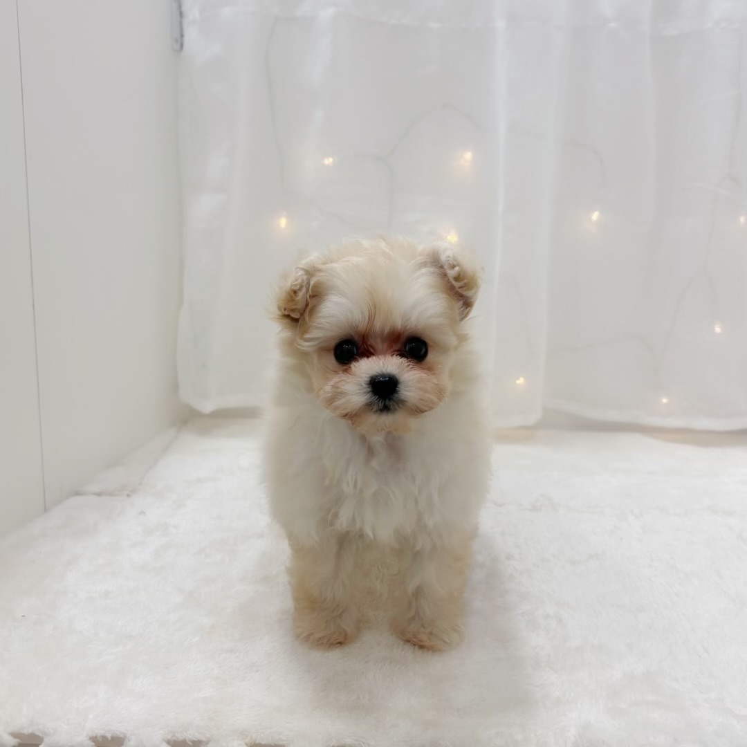 千葉県のポメプー(ポメラニアン×プードル) (犬の家＆猫の里BIGHOPガーデンモール印西店/2025年8月18日生まれ/男の子/クリーム)の子犬の1枚目の画像