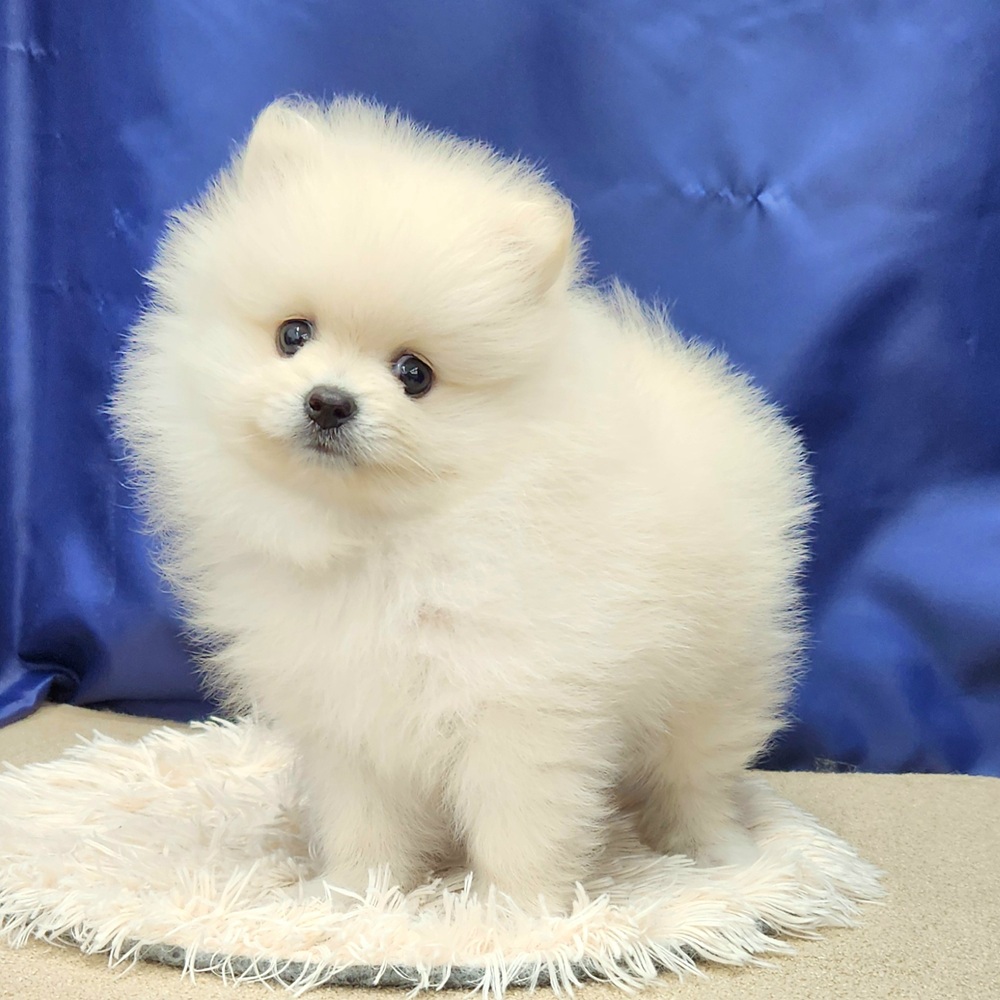 岐阜県のポメラニアン (犬の家&猫の里中津川店/2025年8月17日生まれ/男の子/クリーム)の子犬の3枚目の画像