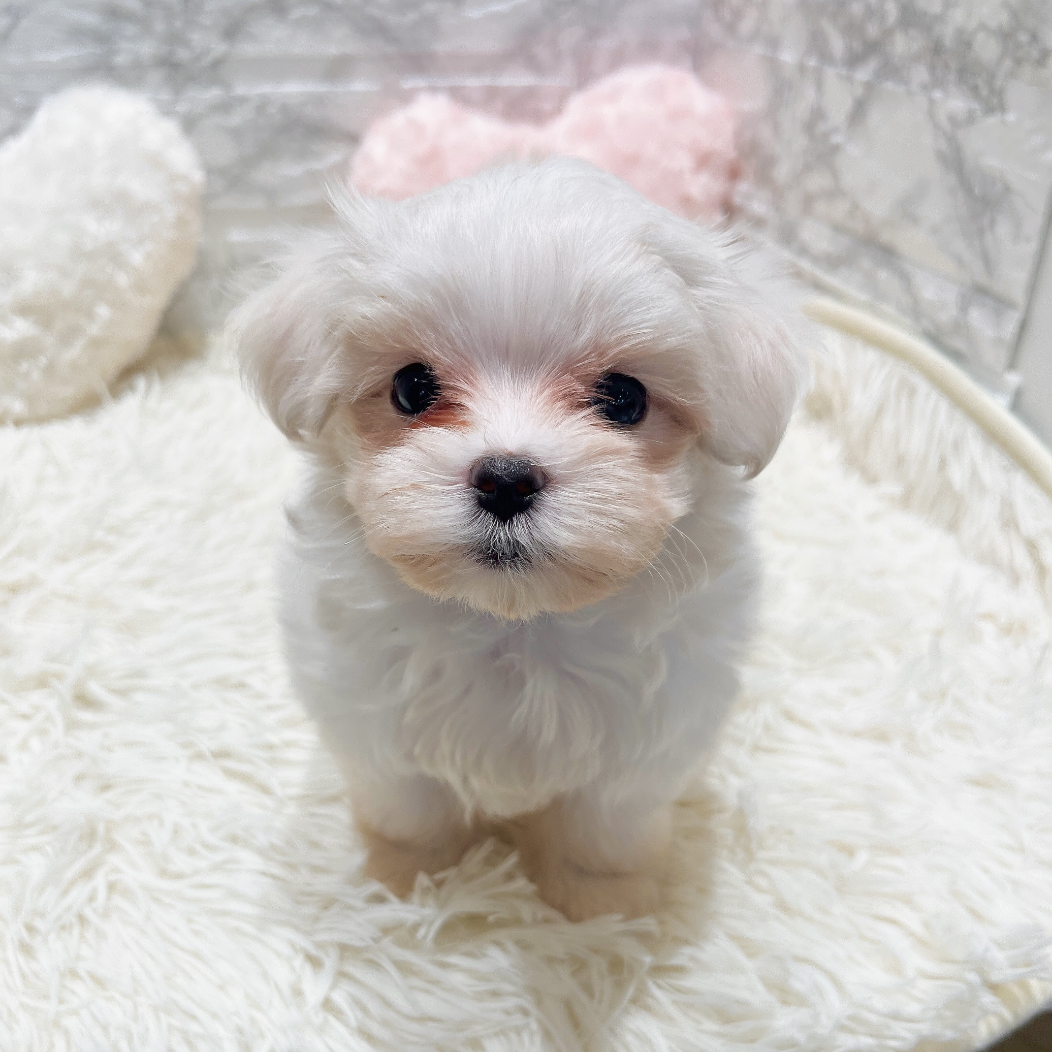 愛知県のマルチーズ (犬の家＆猫の里MiO香久山店/2025年8月18日生まれ/女の子/ホワイト)の子犬の1枚目の画像
