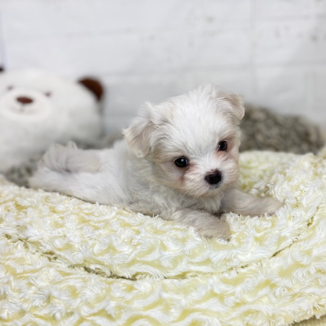 長野県のマルチーズ (犬の家＆猫の里塩尻店/2025年8月18日生まれ/女の子/ホワイト)の子犬の1枚目の画像