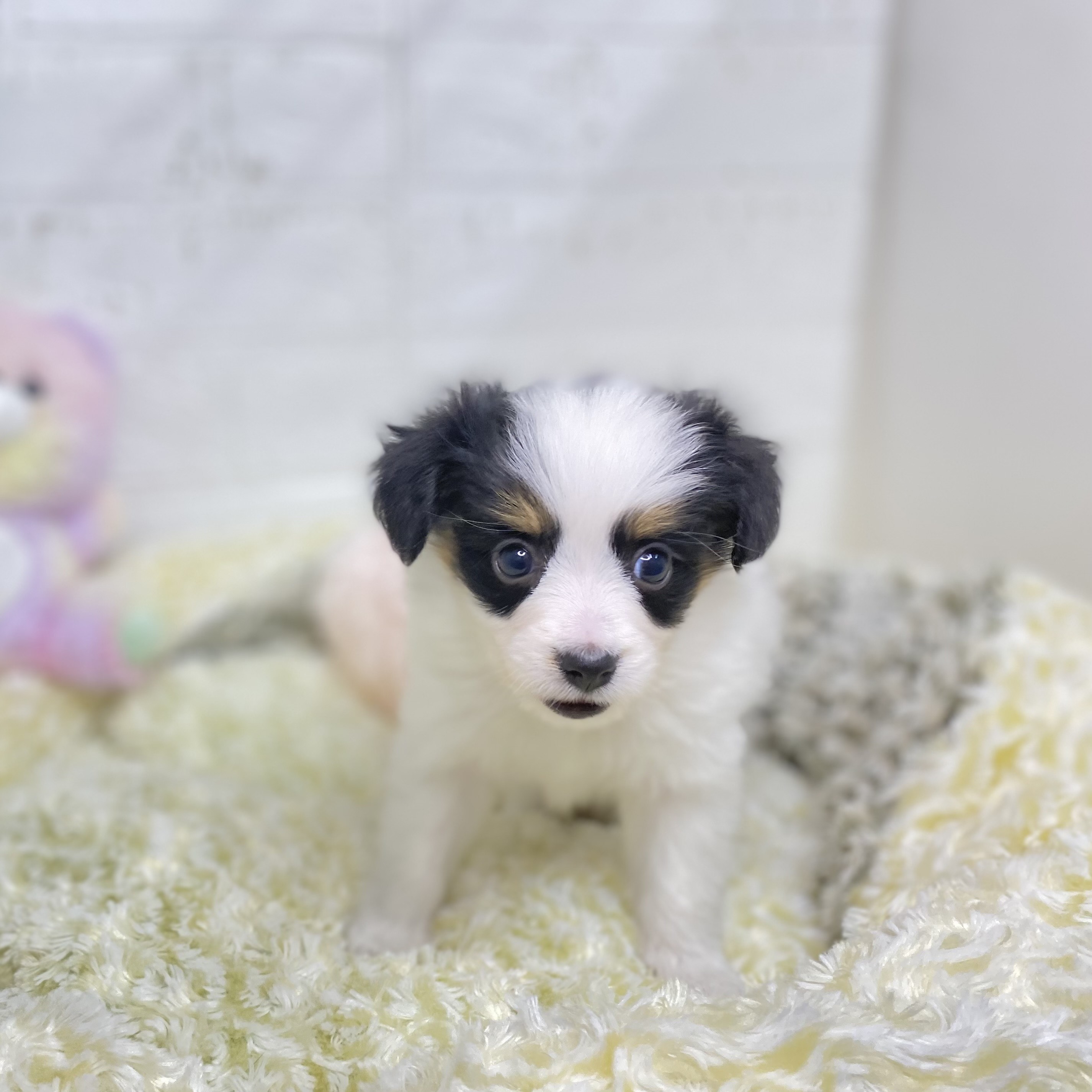 長野県のパピヨン (犬の家＆猫の里塩尻店/2025年8月17日生まれ/女の子/トライカラー)の子犬の3枚目の画像