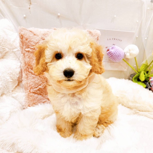 福井県のビションプー(ビションフリーゼ×プードル) (犬の家＆猫の里福井店/2025年8月18日生まれ/女の子/クリーム)の子犬の3枚目の画像