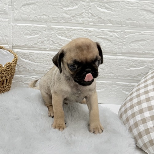 愛知県のパグ (犬の家＆猫の里豊川インター店/2025年8月19日生まれ/男の子/フォーン)の子犬の1枚目の画像