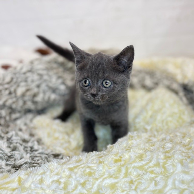 長野県のブリティッシュショートヘアー (犬の家＆猫の里長野店/2025年8月17日生まれ/男の子/ブルー)の子猫の3枚目の画像