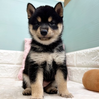 静岡県の豆柴 (犬の家＆猫の里マークイズ静岡店/2025年8月19日生まれ/女の子/黒)の子犬の1枚目の画像