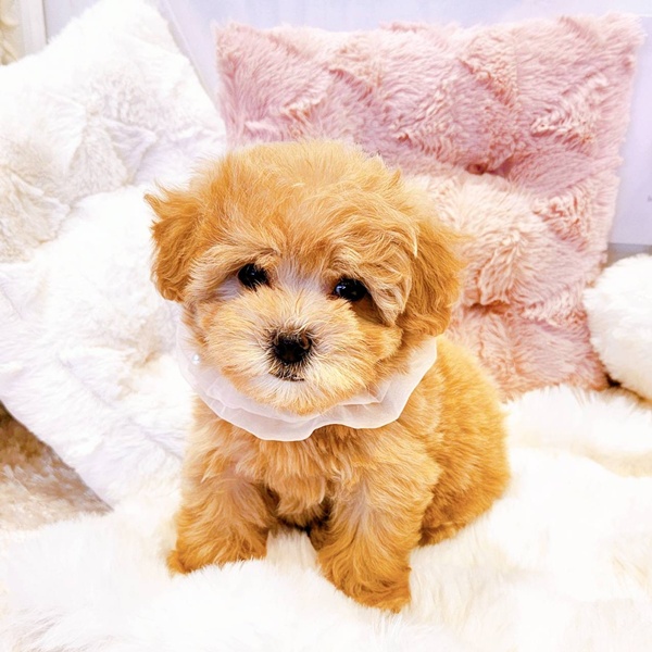 福井県のマルプー(マルチーズ×プードル) (犬の家＆猫の里福井店/2025年8月18日生まれ/女の子/アプリコット)の子犬の3枚目の画像