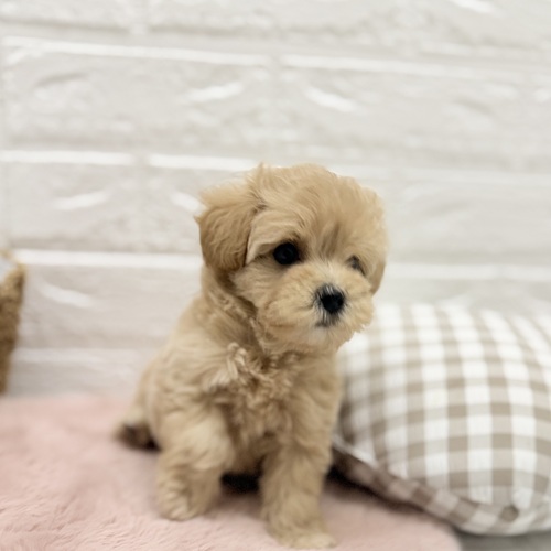 愛知県のマルプー(マルチーズ×プードル) (犬の家＆猫の里豊川インター店/2025年8月18日生まれ/女の子/アプリコット)の子犬の3枚目の画像