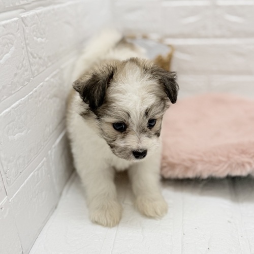 愛知県のハーフ犬・ミックス犬 (犬の家＆猫の里豊川インター店/2025年8月17日生まれ/女の子/ホワイトブラウン)の子犬の3枚目の画像