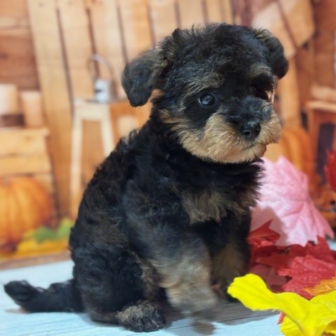 福岡県のシュナプー(シュナウザー×プードル) (犬の家＆猫の里トリアス久山店/2025年8月17日生まれ/男の子/ブラックタン)の子犬の3枚目の画像
