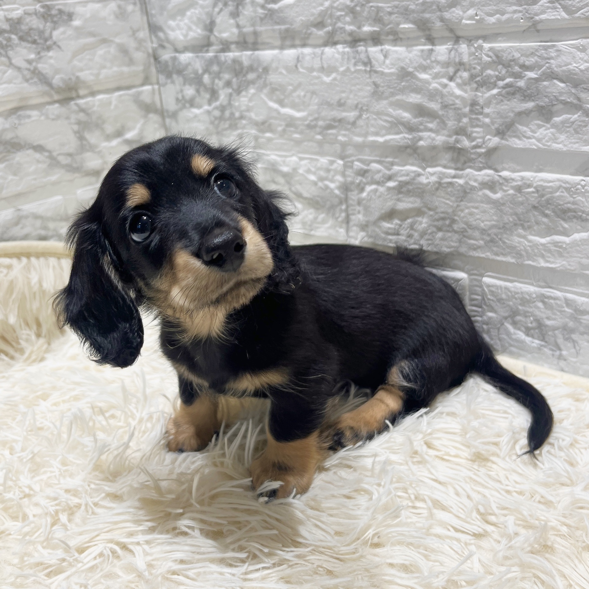愛知県のカニンヘンダックスフンド(ロング) (犬の家＆猫の里MiO香久山店/2025年8月18日生まれ/男の子/ブラッククリーム)の子犬の3枚目の画像