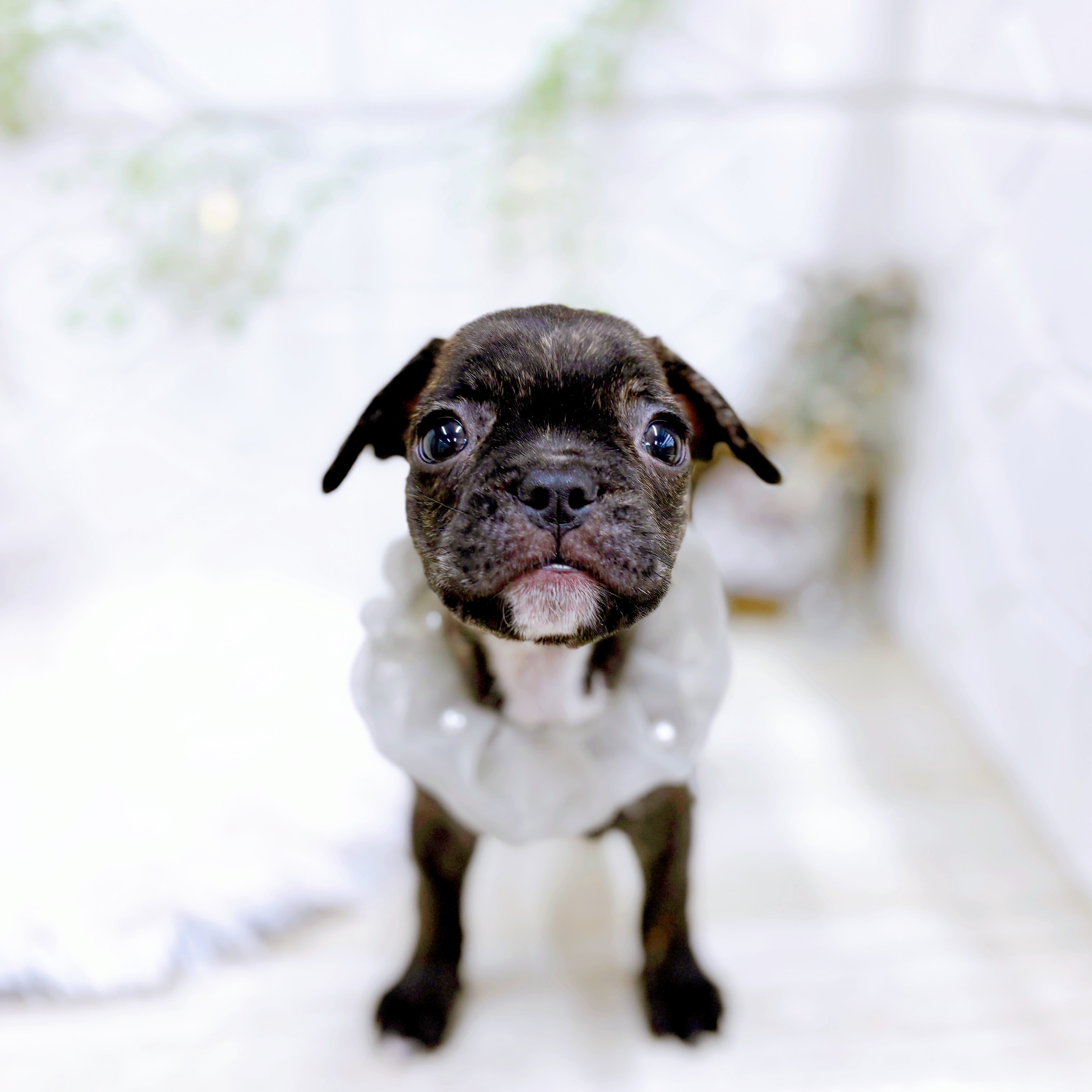 福井県のフレンチブルドッグ (犬の家＆猫の里アミーゴ福井店/2025年8月19日生まれ/男の子/ブリンドル)の子犬の3枚目の画像