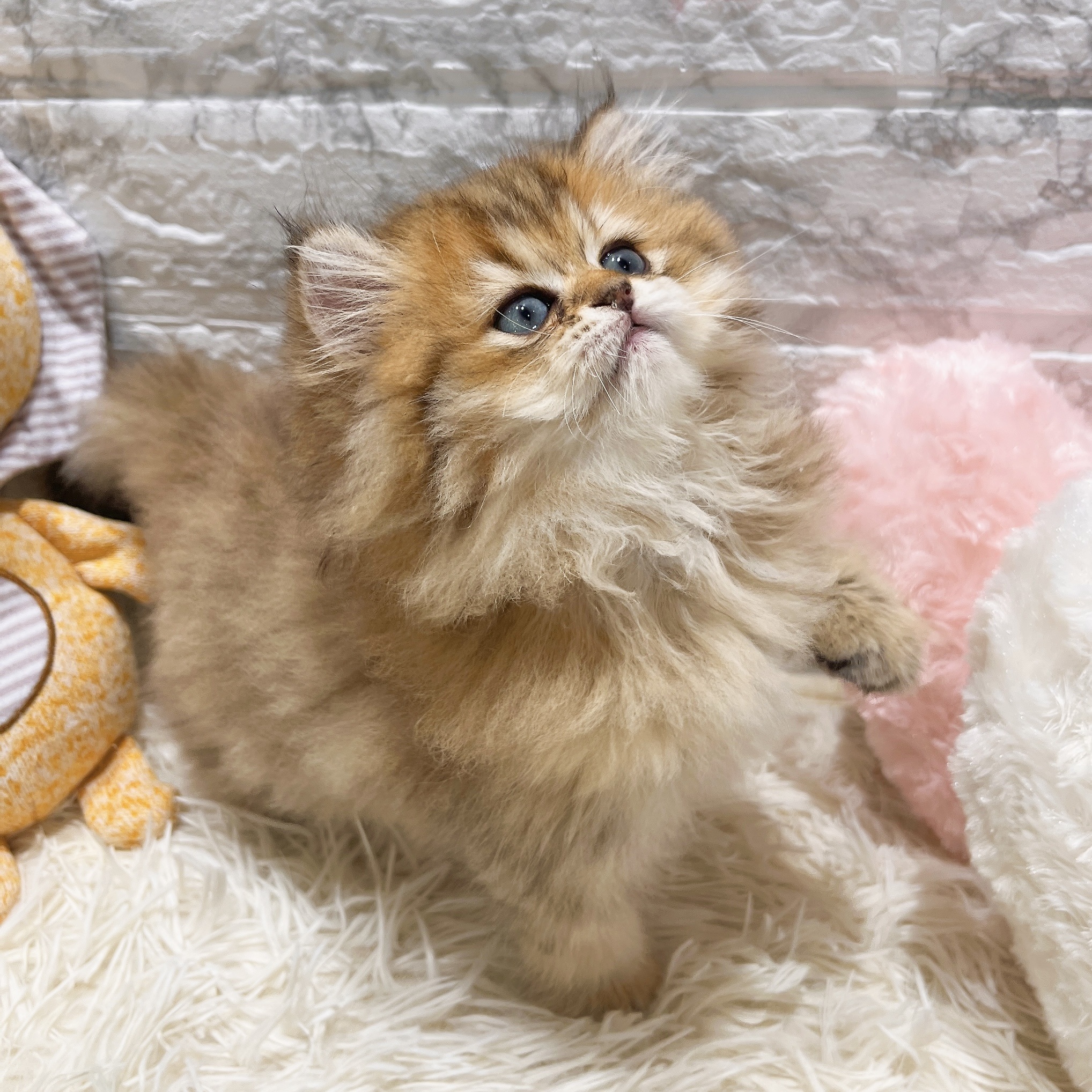 愛知県のペルシャ (犬の家＆猫の里MiO香久山店/2025年8月18日生まれ/女の子/チンチラゴールデン)の子猫の3枚目の画像
