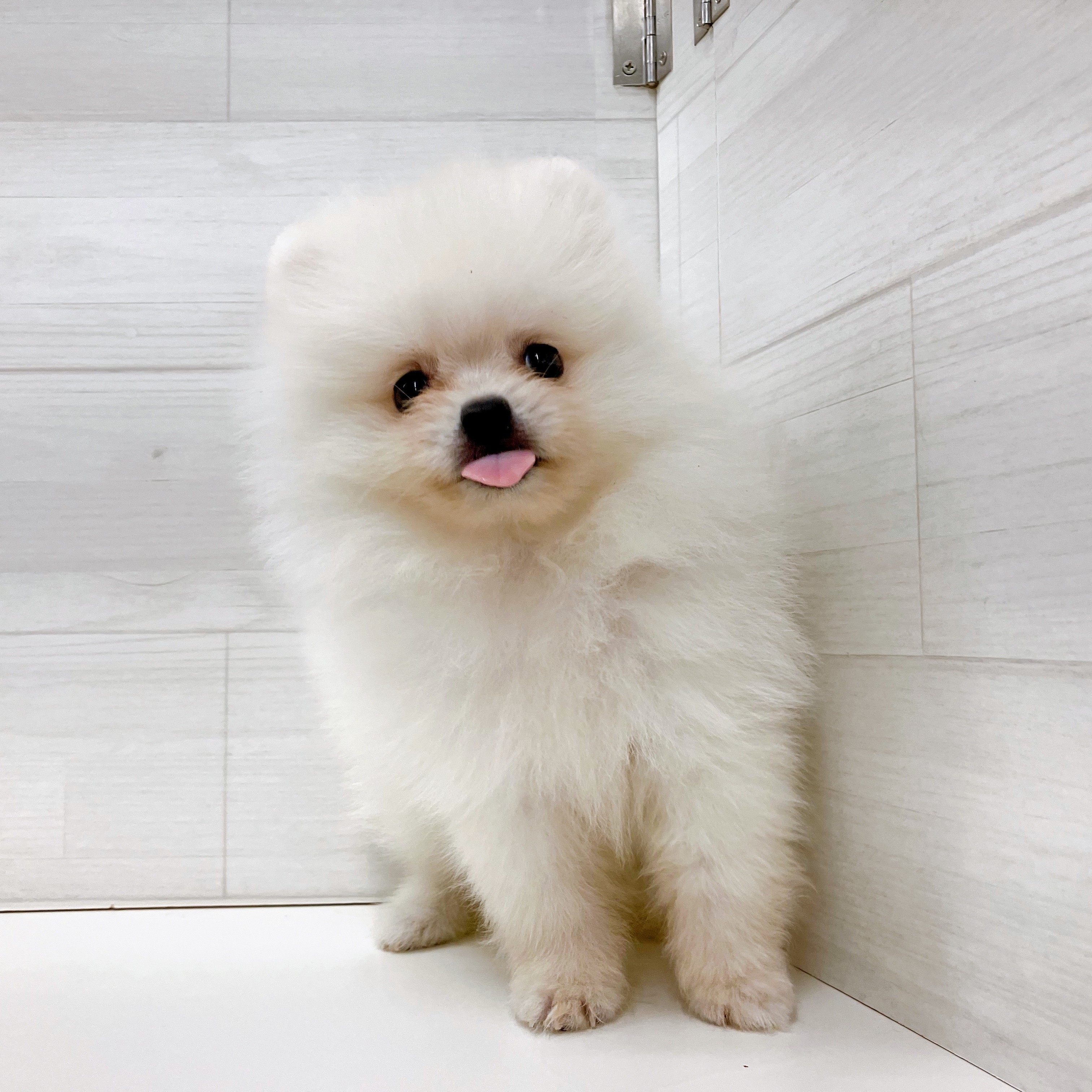 石川県のポメラニアン (犬の家＆猫の里アミーゴ金沢おこばた店/2025年8月18日生まれ/男の子/クリーム)の子犬の3枚目の画像