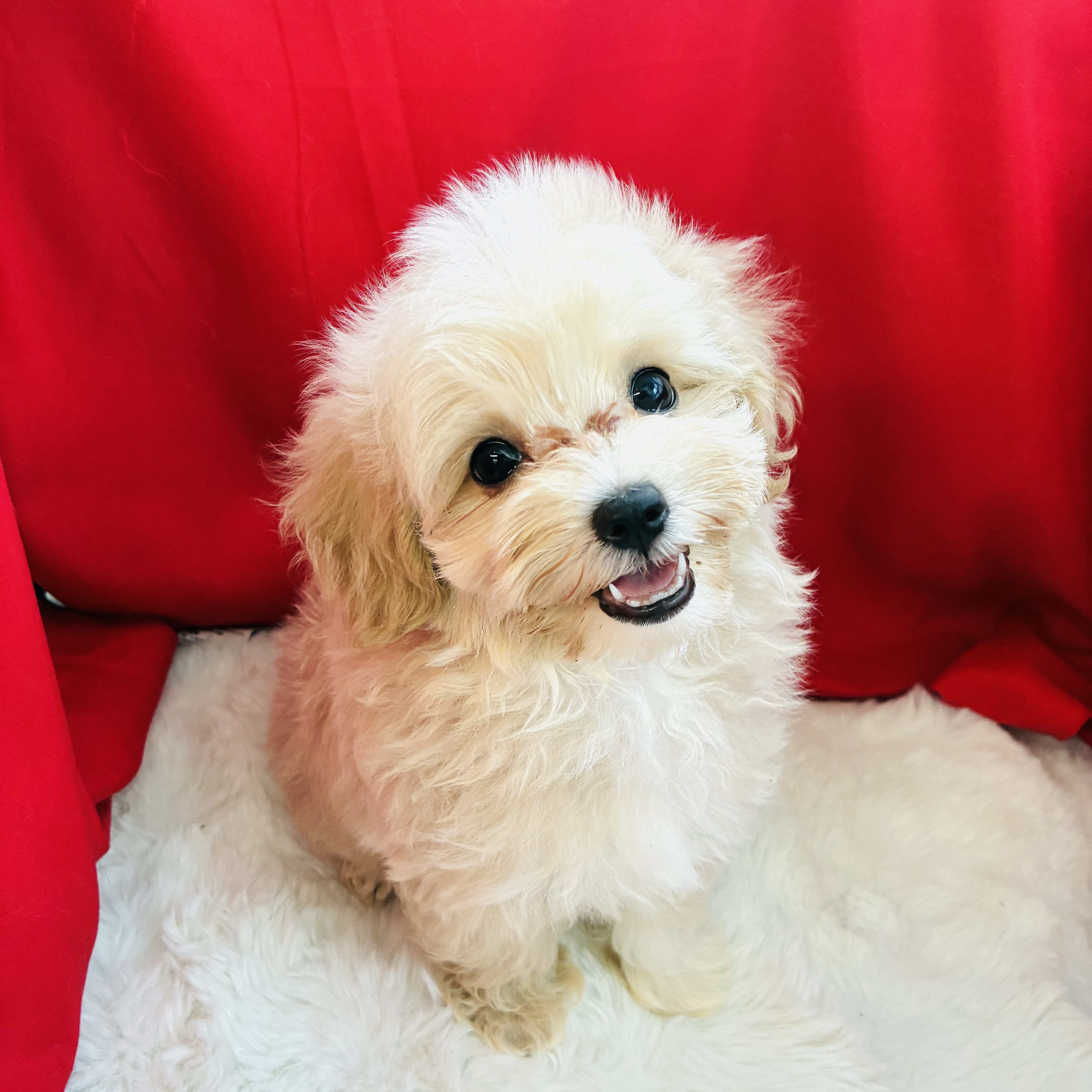 愛知県のマルプー(マルチーズ×プードル) (犬の家＆猫の里愛知刈谷店/2025年8月18日生まれ/女の子/クリームホワイト)の子犬の3枚目の画像