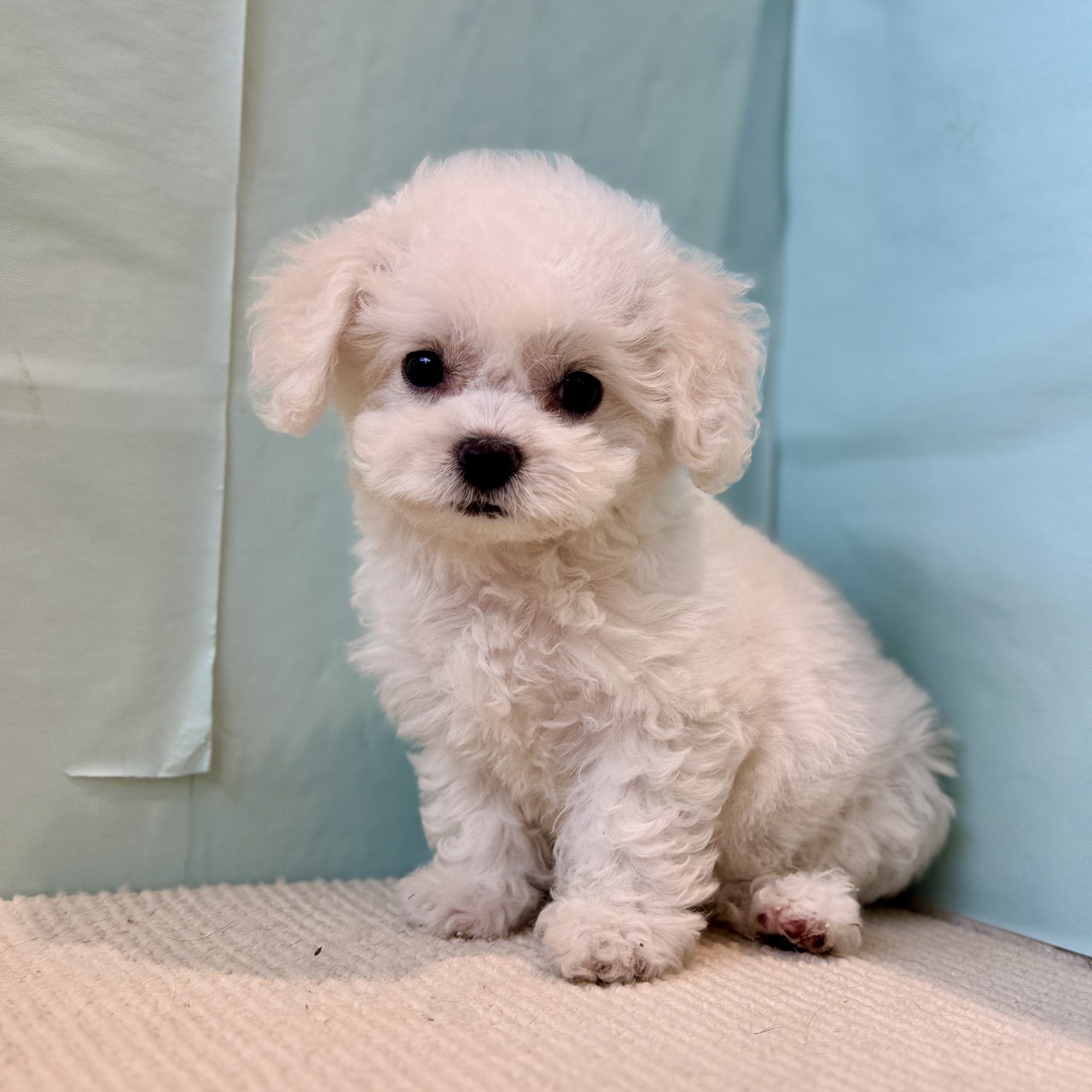 長野県のビションフリーゼ (犬の家＆猫の里長野店/2025年8月20日生まれ/女の子/ホワイト)の子犬の3枚目の画像