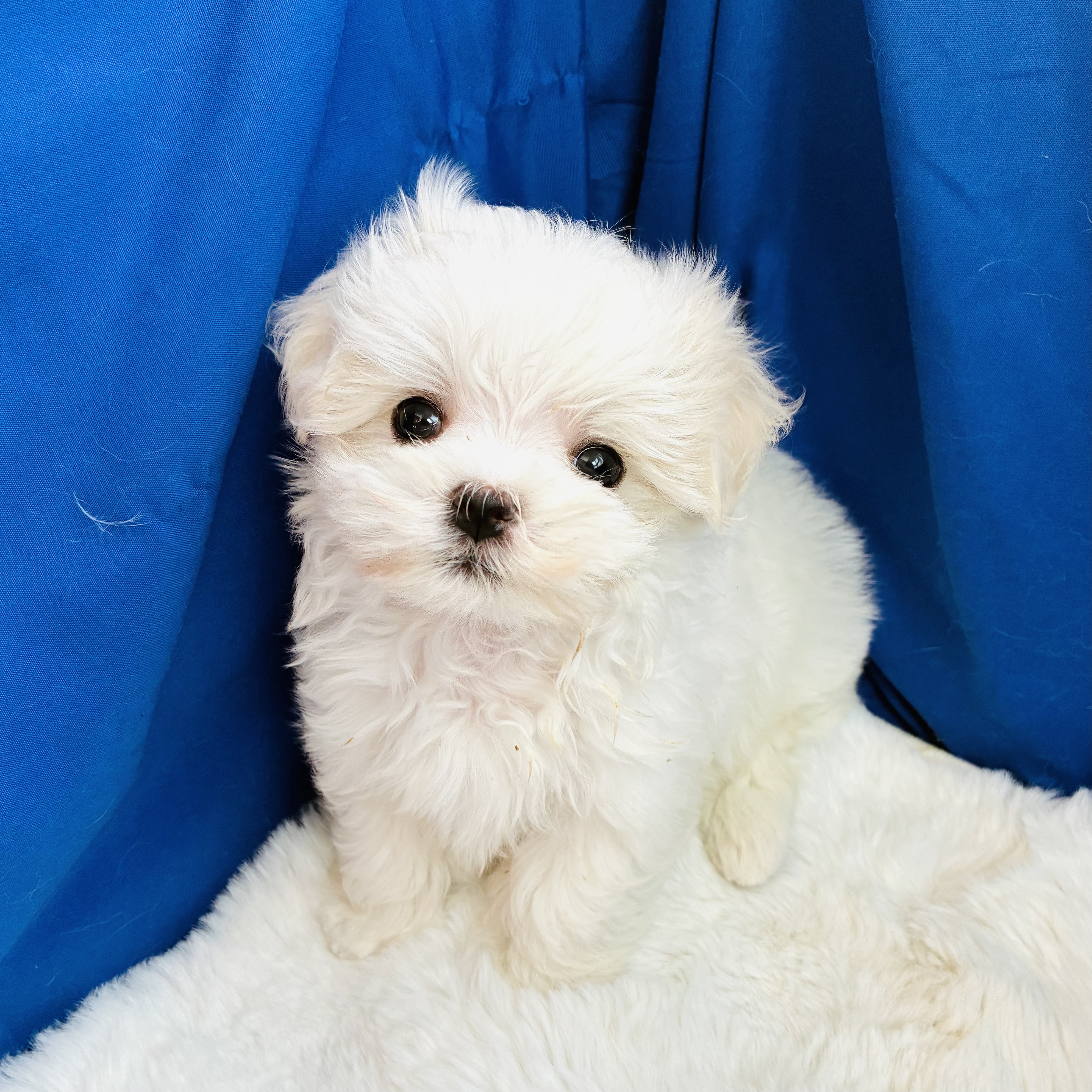 愛知県のマルチーズ (犬の家＆猫の里愛知刈谷店/2025年8月11日生まれ/男の子/ホワイト)の子犬の3枚目の画像