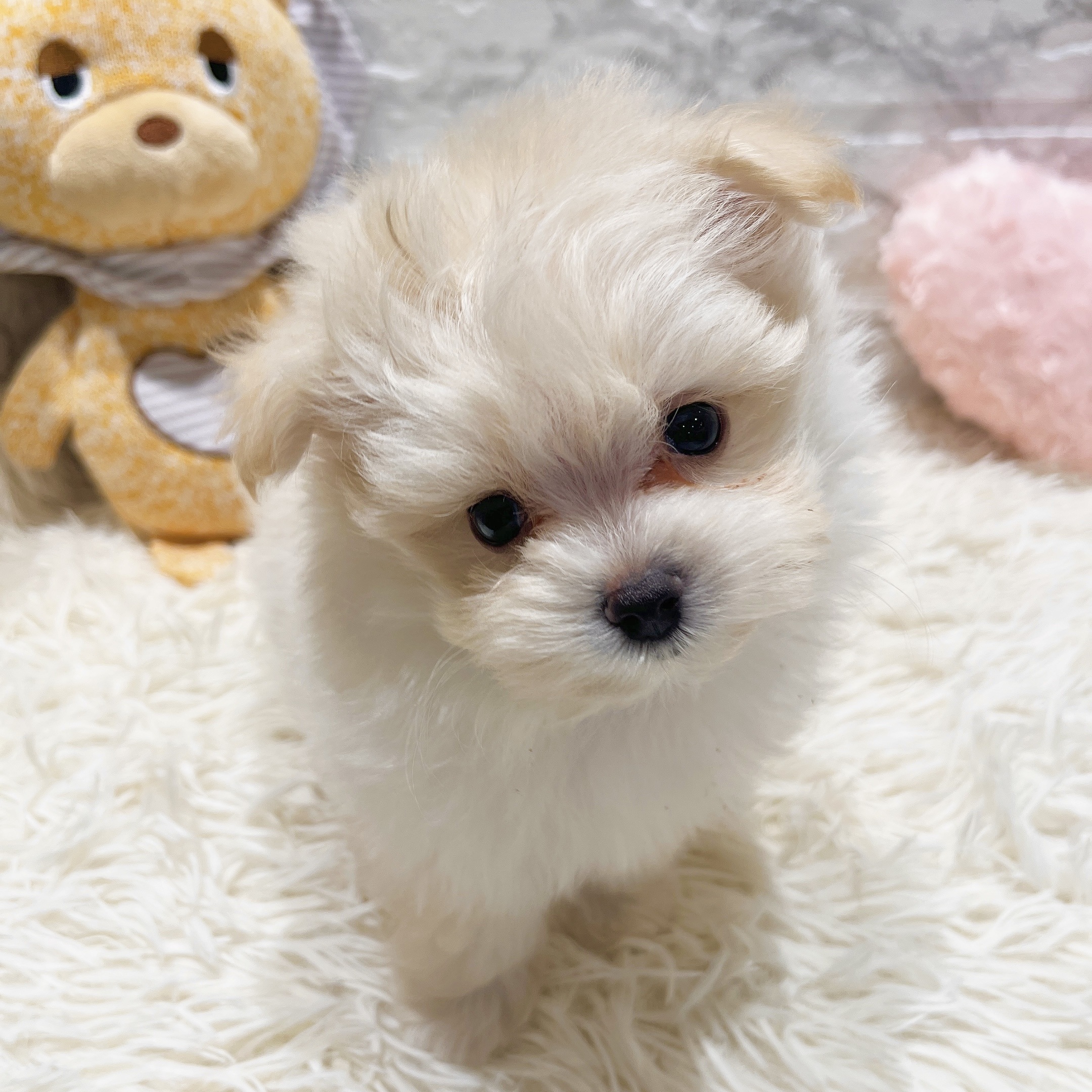 愛知県のポメマル/マルポメ(ポメラニアン×マルチーズ) (犬の家＆猫の里MiO香久山店/2025年8月15日生まれ/男の子/クリーム)の子犬の3枚目の画像