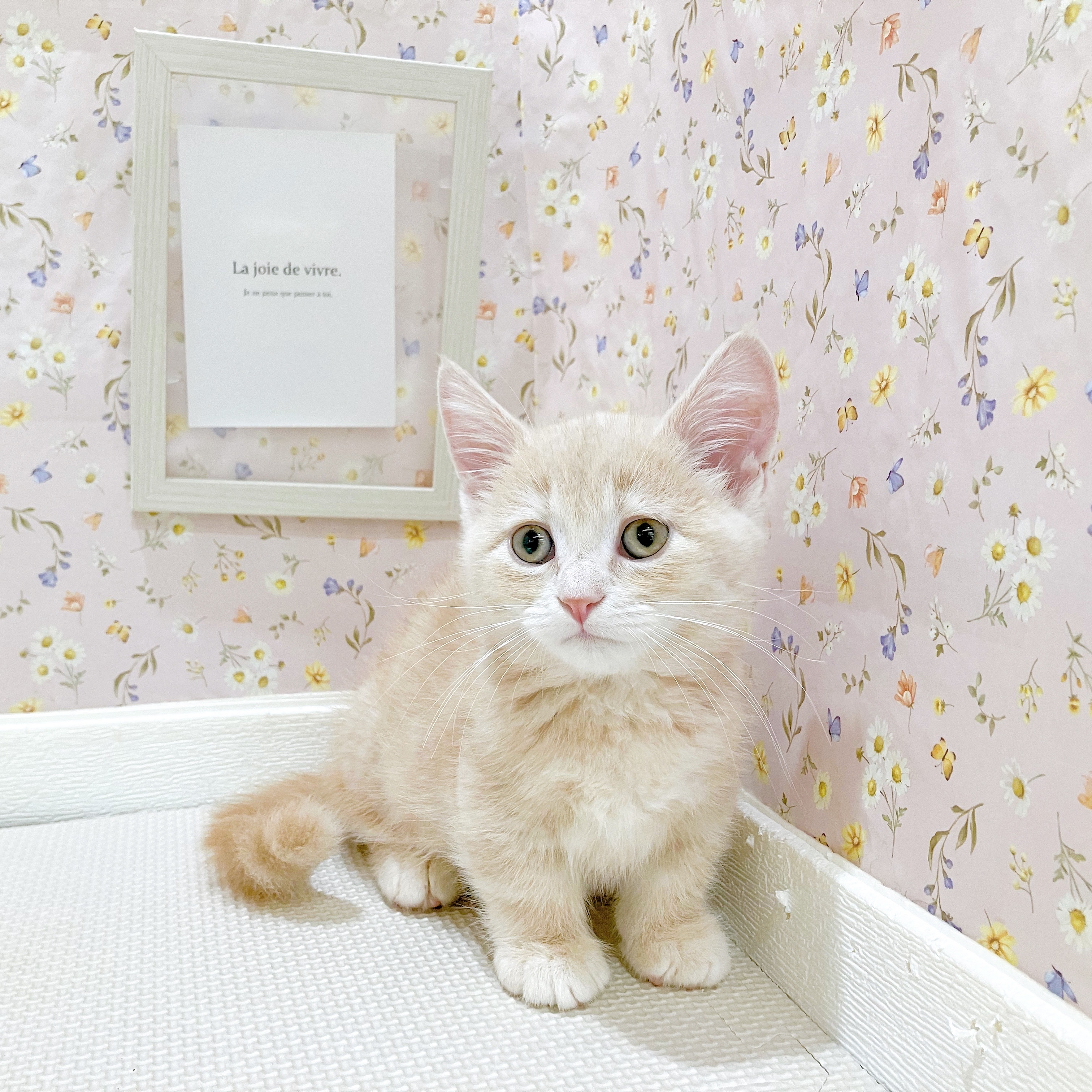 石川県のマンチカン (犬の家＆猫の里金沢店/2025年8月20日生まれ/男の子/クリームタビー)の子猫の3枚目の画像