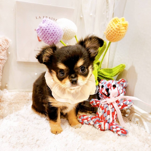 福井県のチワワ(ロング) (犬の家＆猫の里福井店/2025年8月21日生まれ/女の子/ブラッククリーム)の子犬の3枚目の画像