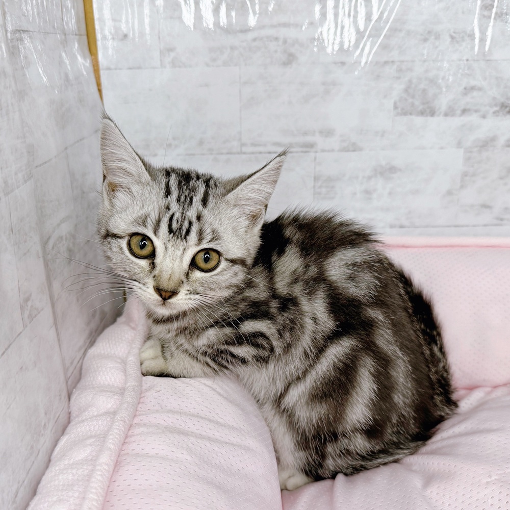 長野県のアメリカンショートヘアー (犬の家＆猫の里塩尻店/2025年8月20日生まれ/女の子/シルバータビー)の子猫の3枚目の画像