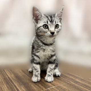 兵庫県のアメリカンショートヘアー (犬の家＆猫の里カナート西神戸店/2025年8月20日生まれ/女の子/シルバータビー)の子猫の3枚目の画像