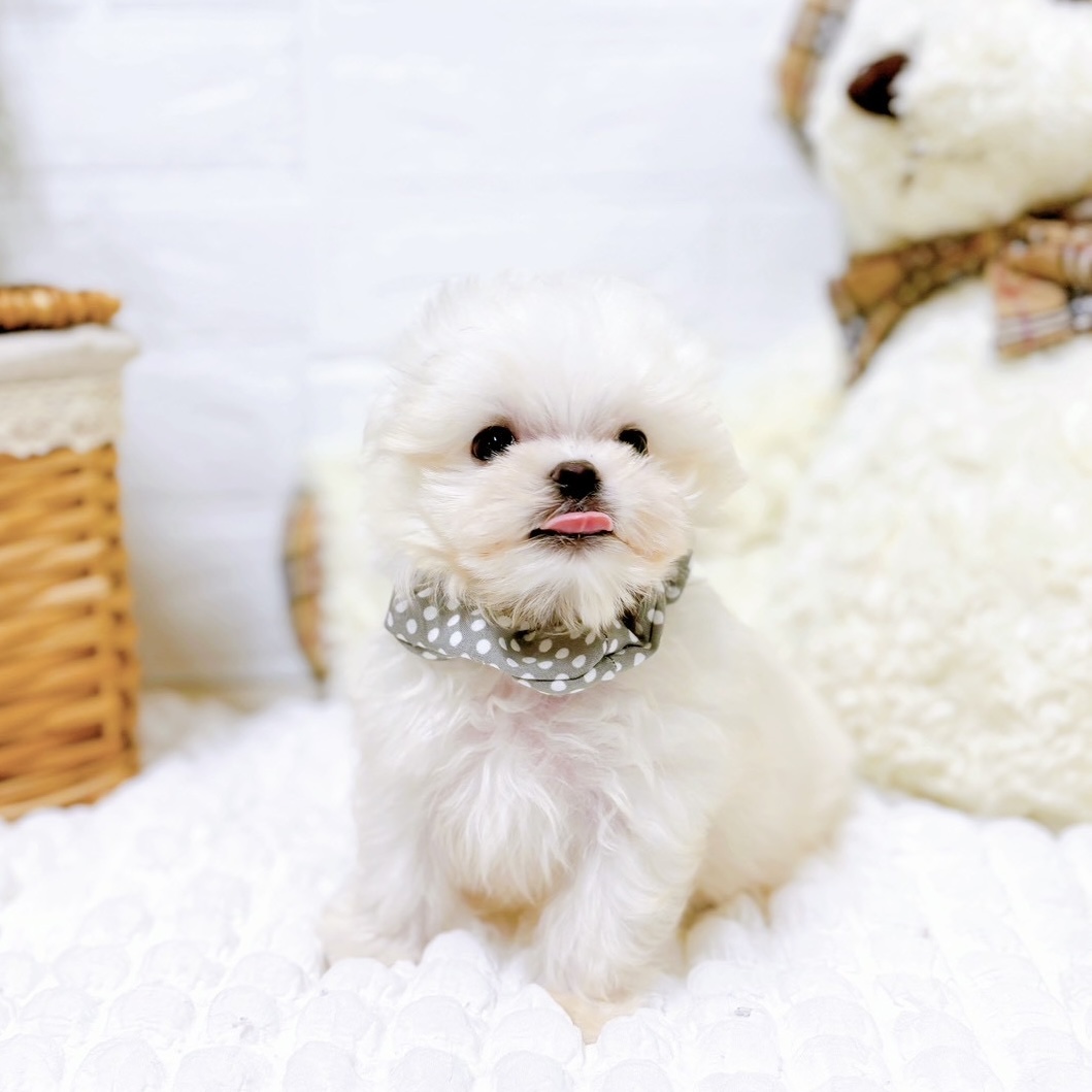 滋賀県のマルチーズ (犬の家＆猫の里近江八幡店/2025年8月18日生まれ/男の子/ホワイト)の子犬の3枚目の画像