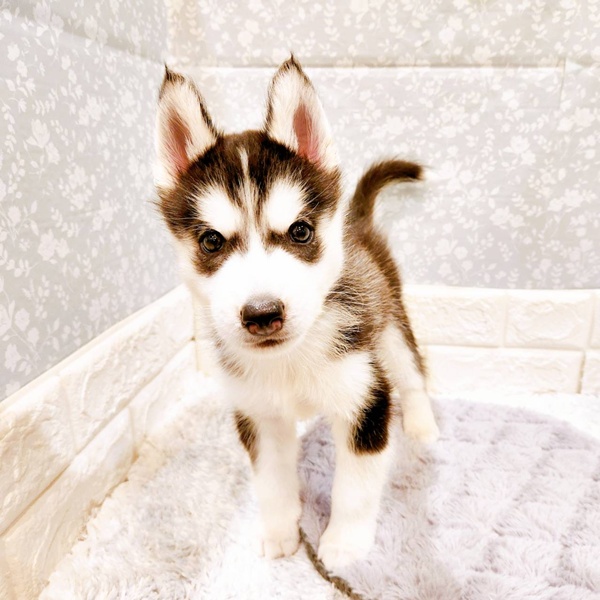 福井県のシベリアンハスキー (犬の家＆猫の里福井店/2025年8月21日生まれ/男の子/ブラックホワイト)の子犬の3枚目の画像