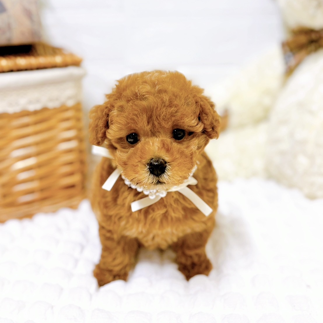 滋賀県のトイプードル(トイ) (犬の家＆猫の里近江八幡店/2025年8月20日生まれ/女の子/レッドフォーン)の子犬の3枚目の画像