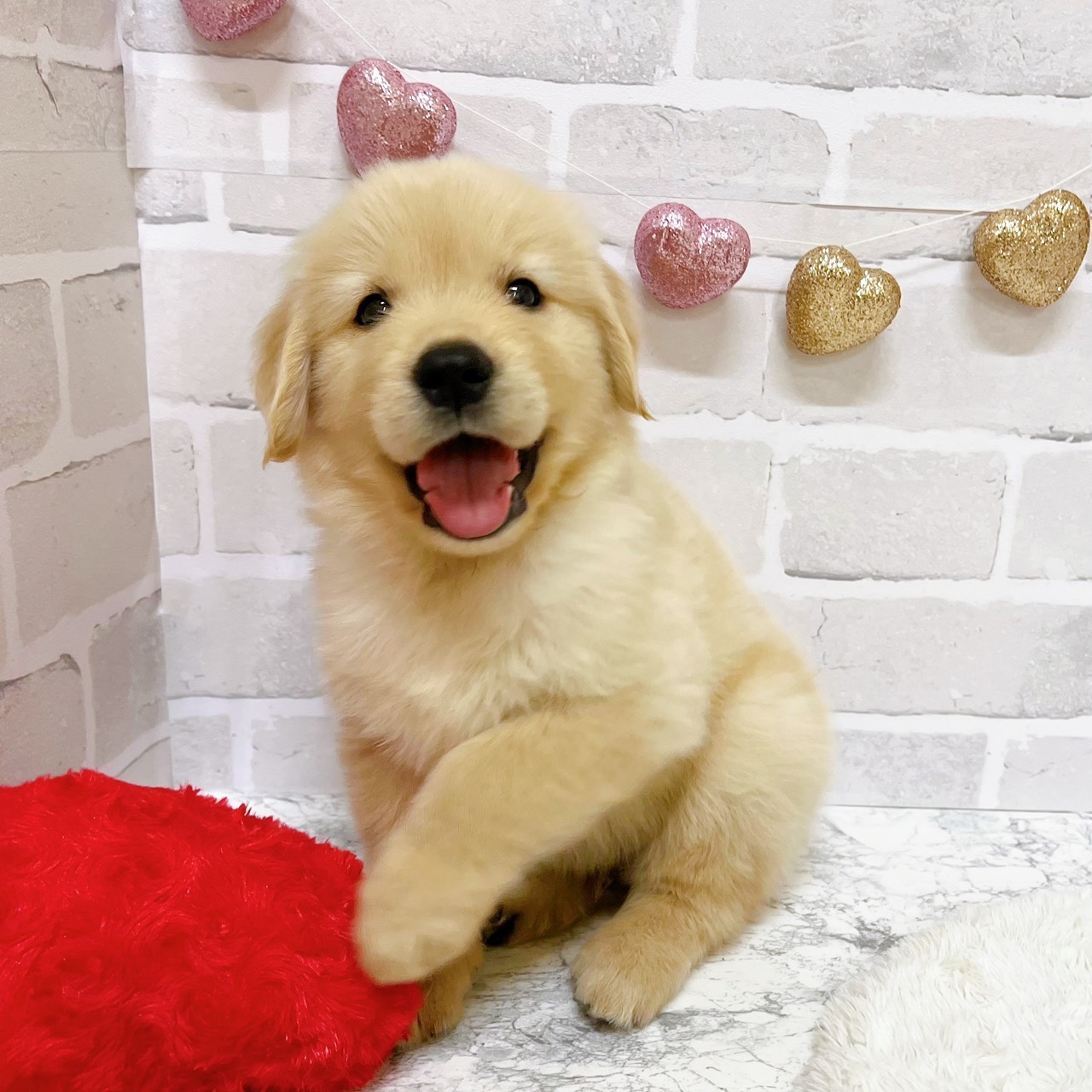 京都府のゴールデンレトリバー (犬の家＆猫の里京都精華店/2025年8月21日生まれ/男の子/ゴールデン)の子犬の3枚目の画像