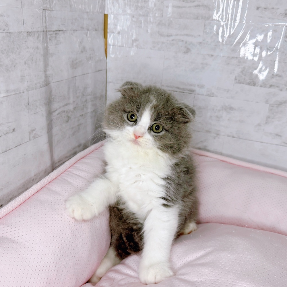 愛知県のスコティッシュフォールド (犬の家＆猫の里一宮店/2025年8月20日生まれ/男の子/ブルータビーホワイト)の子猫の3枚目の画像