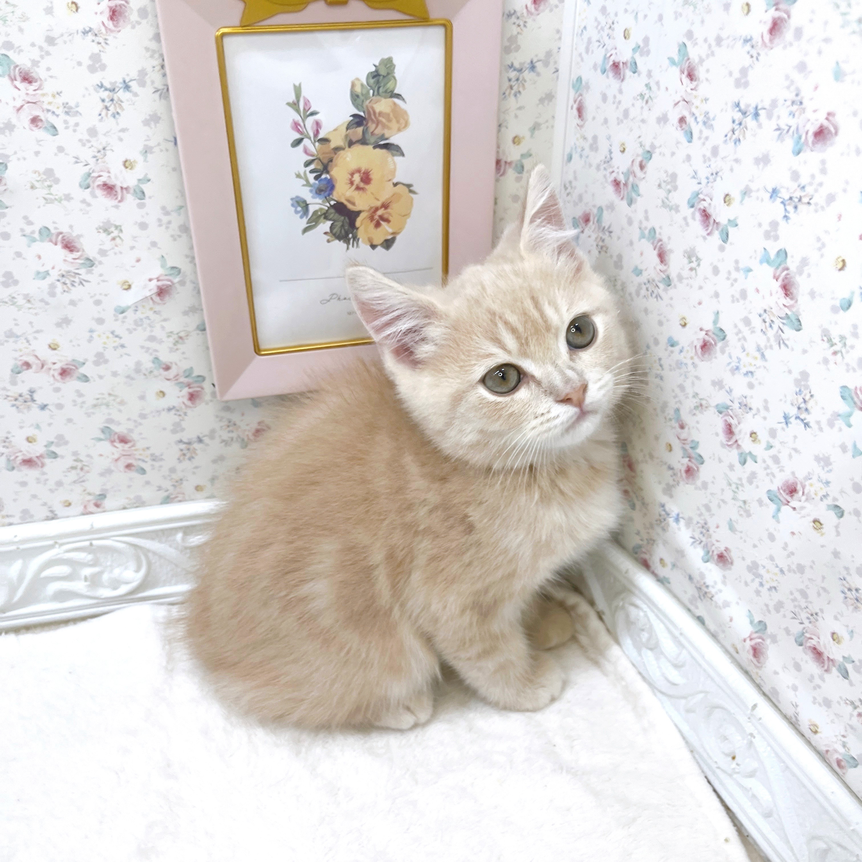 石川県のスコティッシュストレート (犬の家＆猫の里アミーゴ金沢有松店/2025年8月20日生まれ/男の子/クリームタビー)の子猫の3枚目の画像