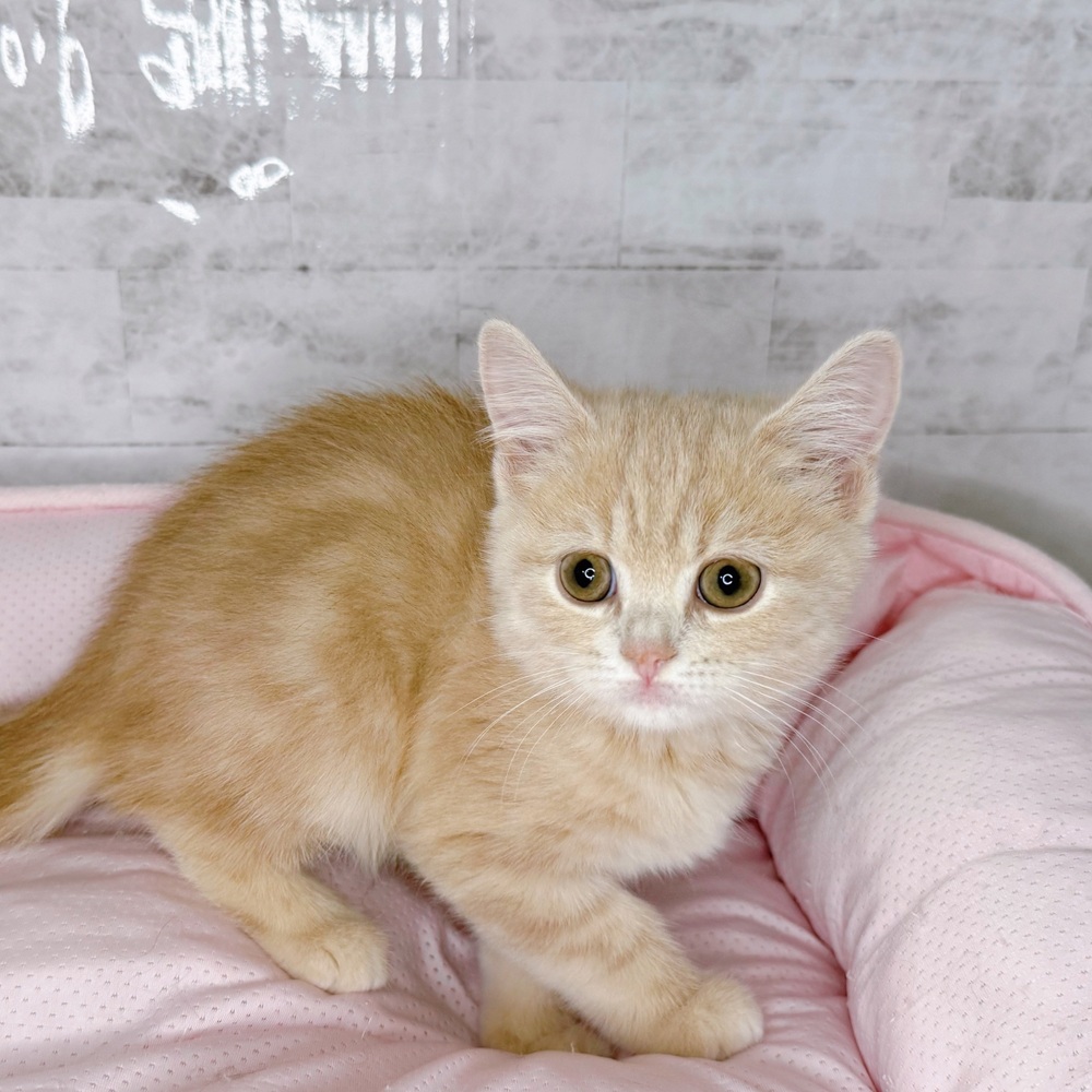 長野県のスコティッシュストレート (犬の家＆猫の里塩尻店/2025年8月20日生まれ/女の子/クリームタビー)の子猫の3枚目の画像