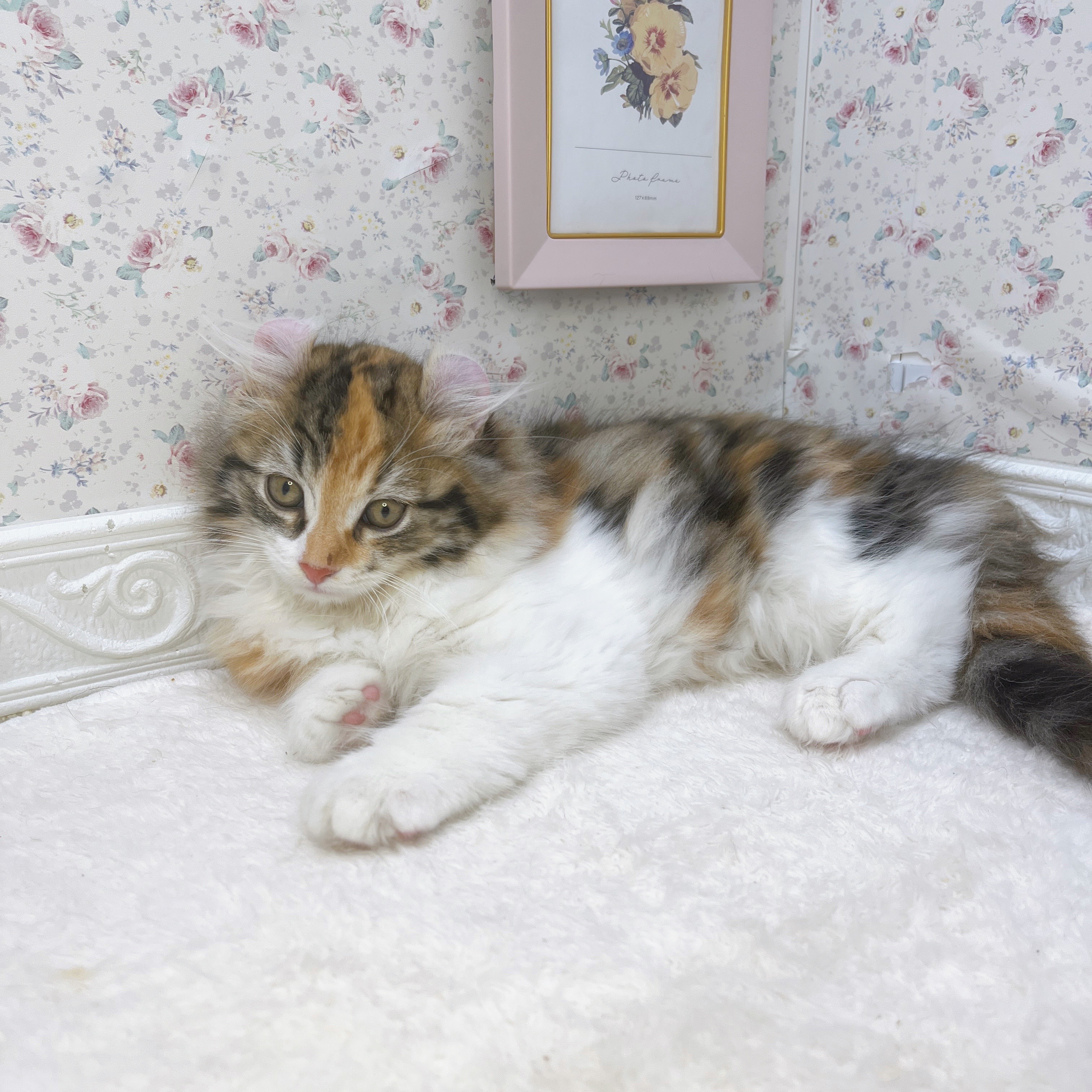 石川県のアメリカンカール (犬の家＆猫の里アミーゴ金沢有松店/2025年8月21日生まれ/女の子/ブラウンパッチドタビーホワイト)の子猫の3枚目の画像