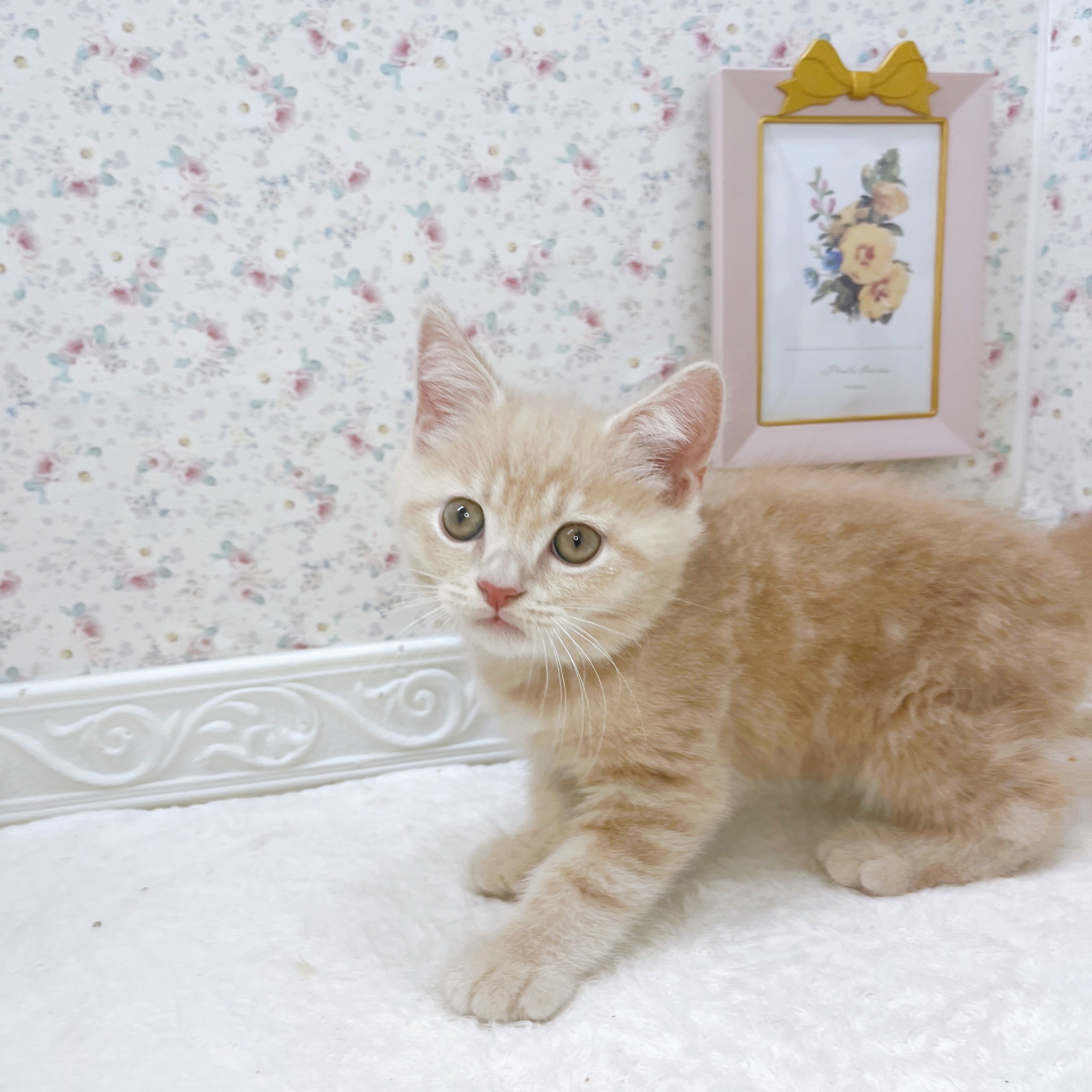 石川県のマンチカン (犬の家＆猫の里アミーゴ金沢有松店/2025年8月20日生まれ/男の子/クリームタビー)の子猫の3枚目の画像