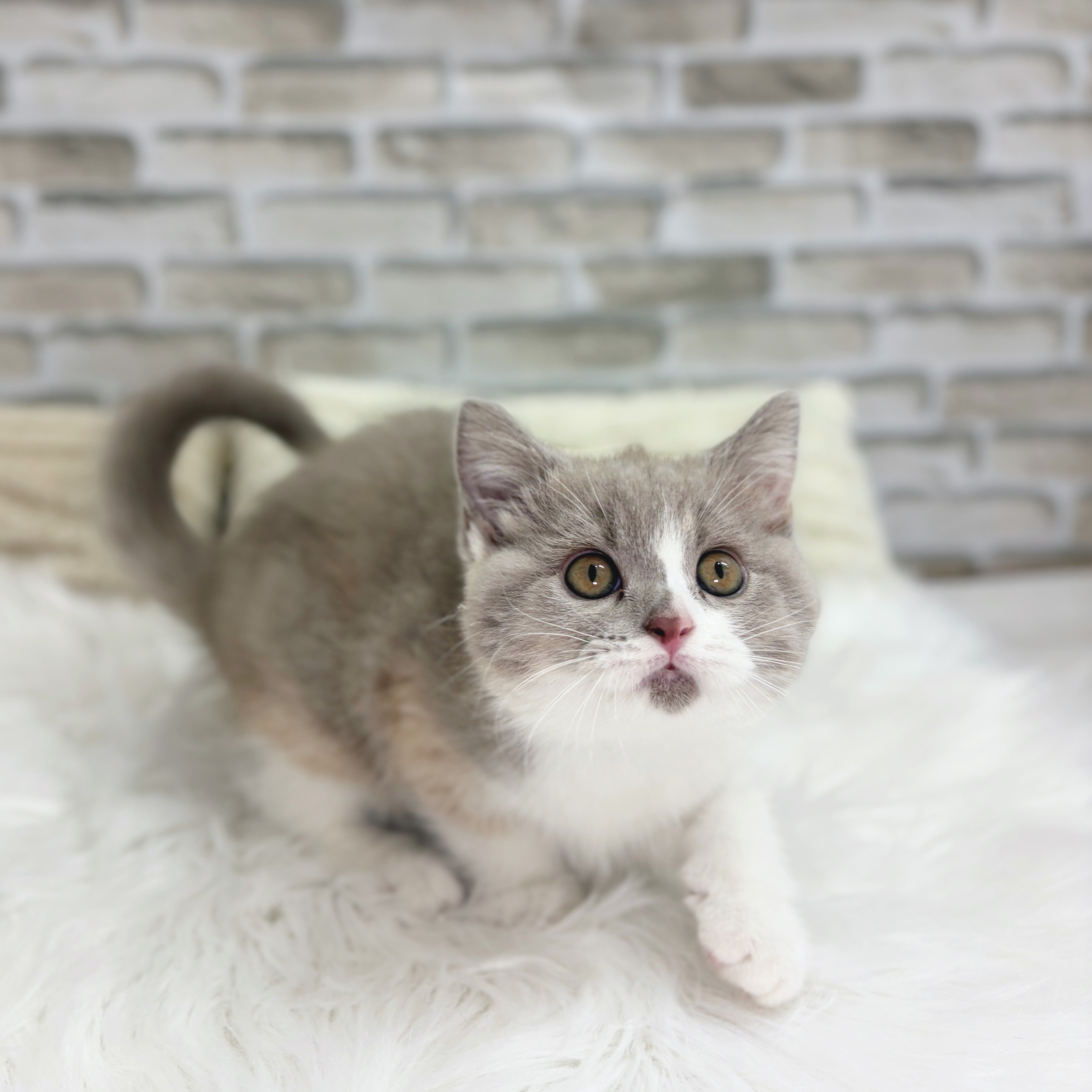 神奈川県のブリティッシュショートヘアー (犬の家&猫の里モザイクモール港北店/2025年8月8日生まれ/女の子/ライラッククリーム&ホワイト)の子猫の3枚目の画像