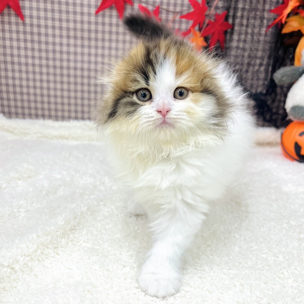 愛知県のスコティッシュフォールド (犬の家&猫の里エアポートウォーク店/2025年8月21日生まれ/女の子/ブラウンパッチドタビーホワイト)の子猫の3枚目の画像