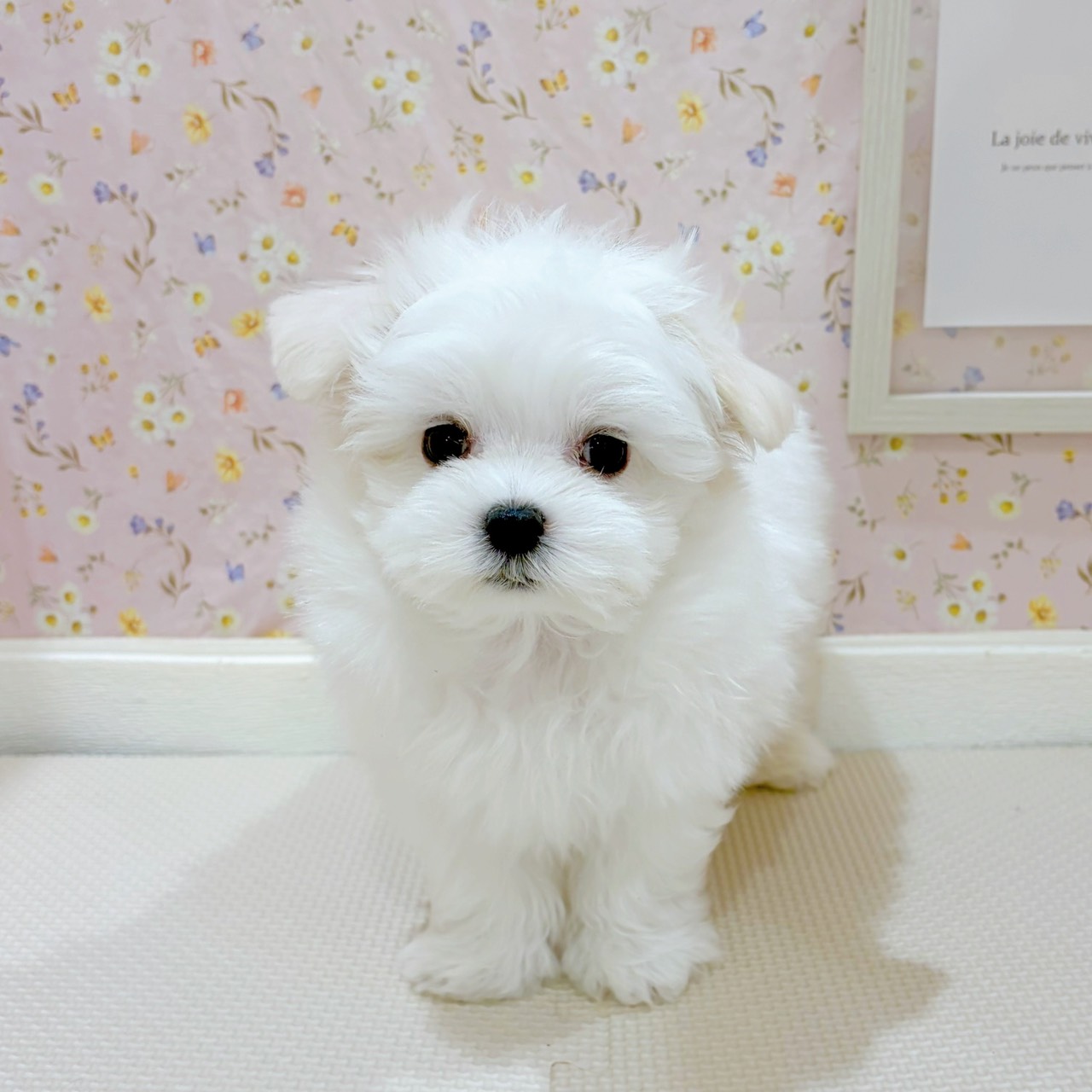 石川県のマルチーズ (犬の家＆猫の里金沢店/2025年8月22日生まれ/男の子/ホワイト)の子犬の3枚目の画像