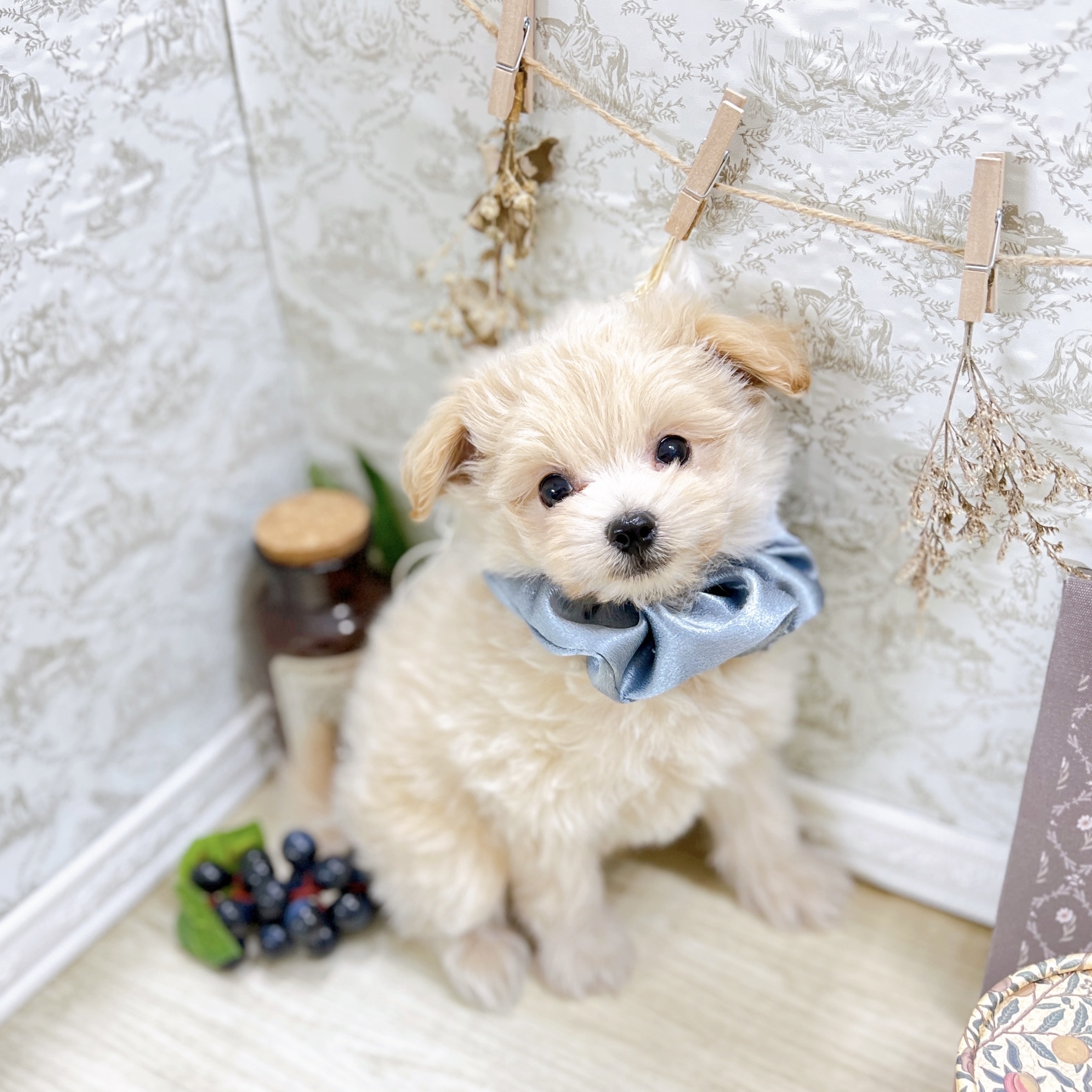 福井県のポメプー(ポメラニアン×プードル) (犬の家＆猫の里アミーゴ福井大和田店/2025年8月22日生まれ/男の子/クリーム)の子犬の3枚目の画像