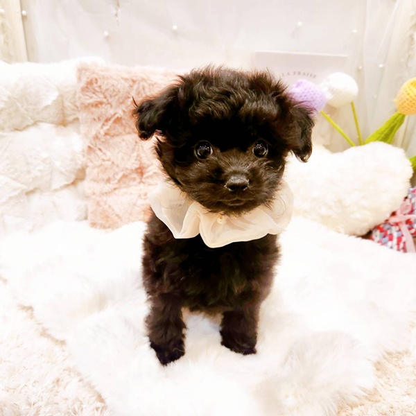 福井県のポメプー(ポメラニアン×プードル) (犬の家＆猫の里福井店/2025年8月22日生まれ/女の子/ブラック)の子犬の3枚目の画像