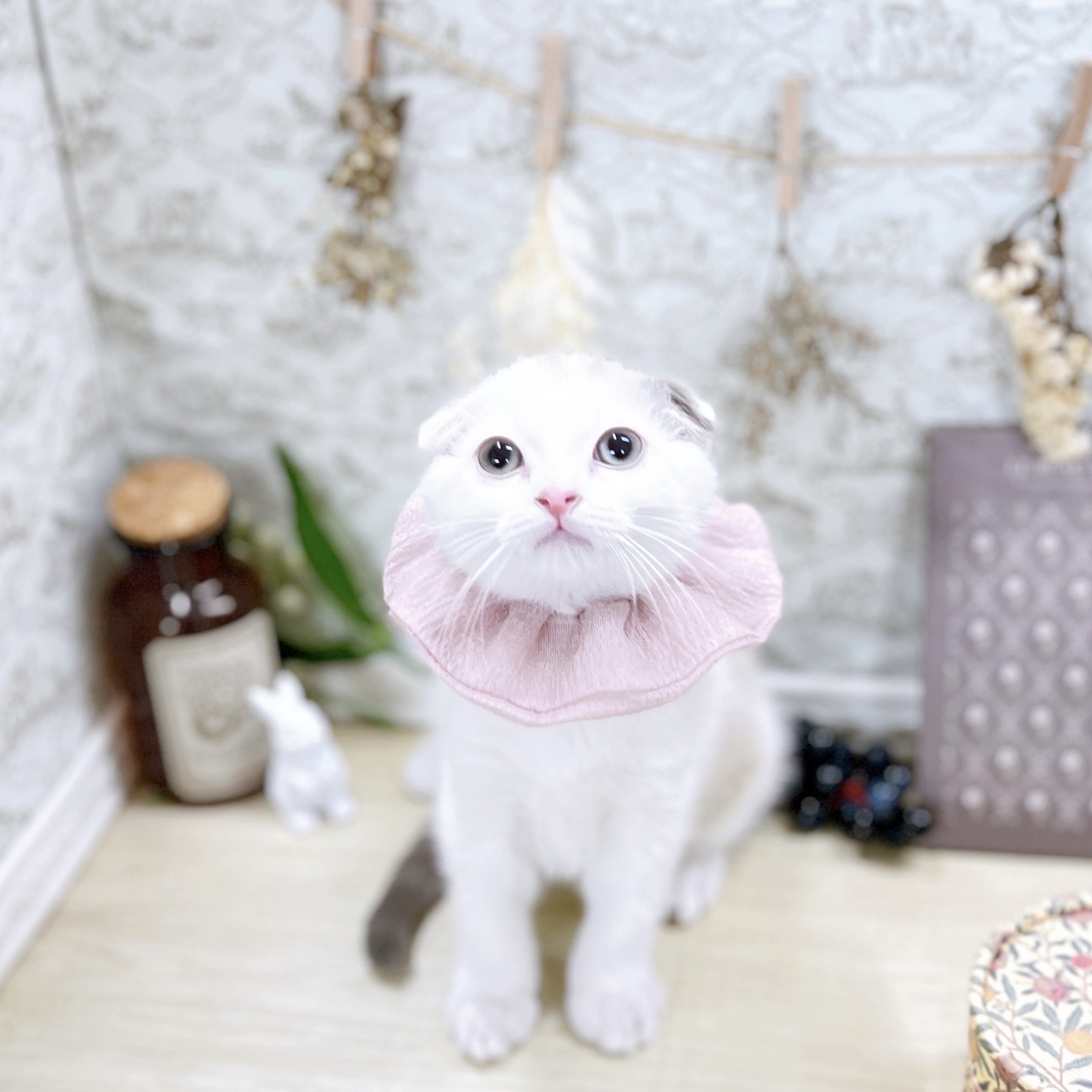 福井県のスコティッシュフォールド (犬の家＆猫の里アミーゴ福井大和田店/2025年8月20日生まれ/女の子/シールリンクスポイントホワイト)の子猫の1枚目の画像