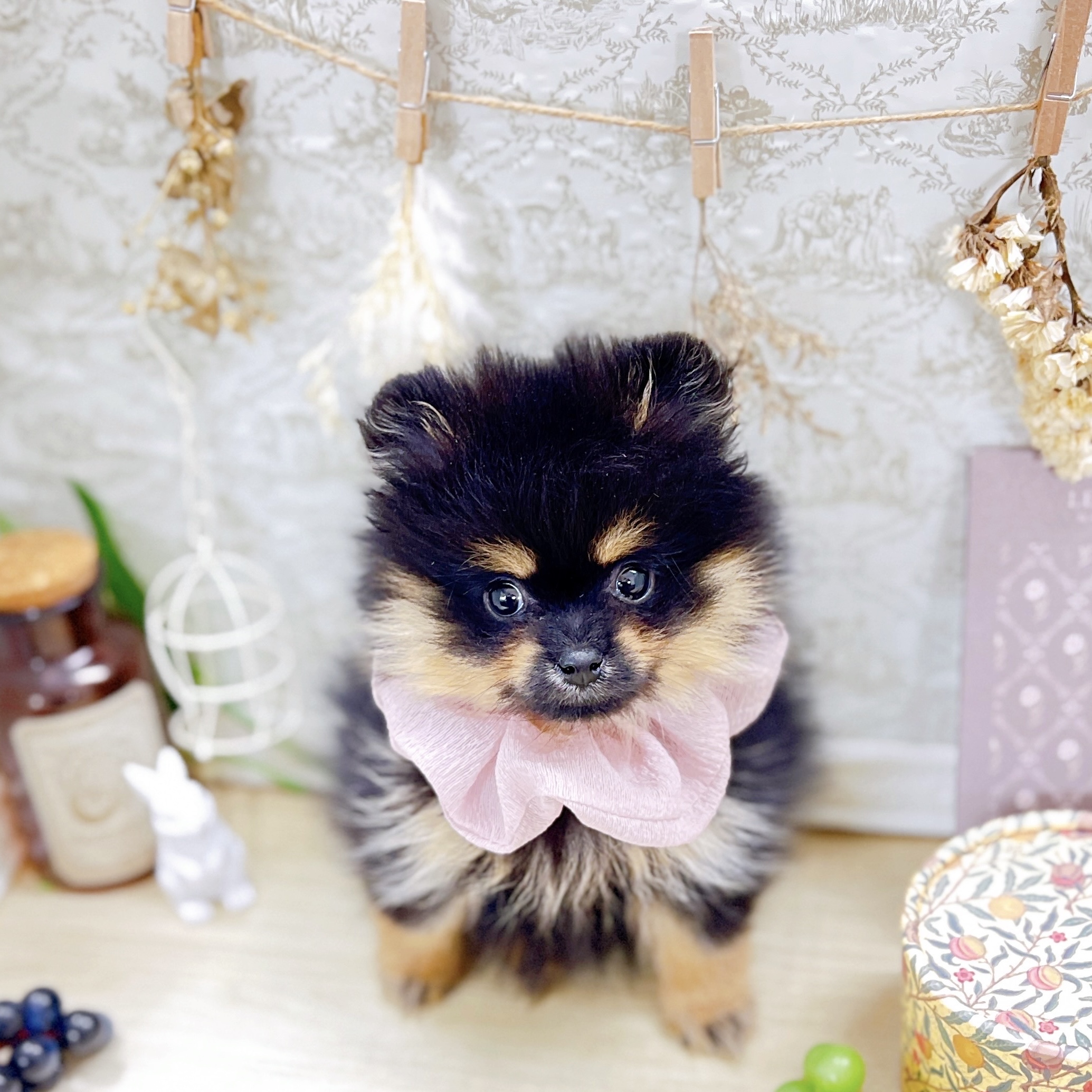 福井県のポメラニアン (犬の家＆猫の里アミーゴ福井大和田店/2025年8月13日生まれ/女の子/ブラックタン)の子犬の3枚目の画像