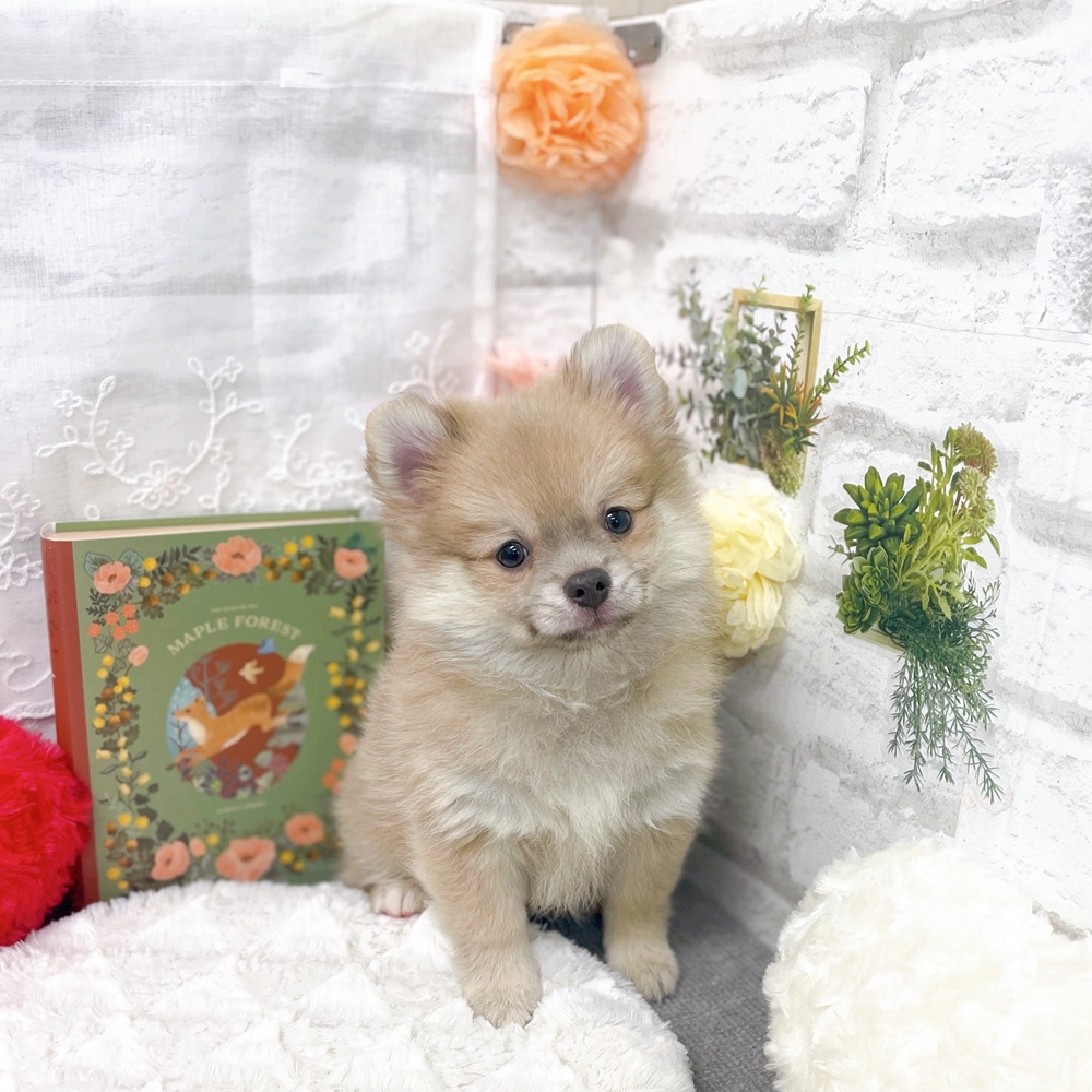 京都府のポメチワ/チワポメ/ポメチー(ポメラニアン×チワワ) (犬の家＆猫の里京都樟葉店/2025年8月19日生まれ/男の子/フォーン)の子犬の3枚目の画像