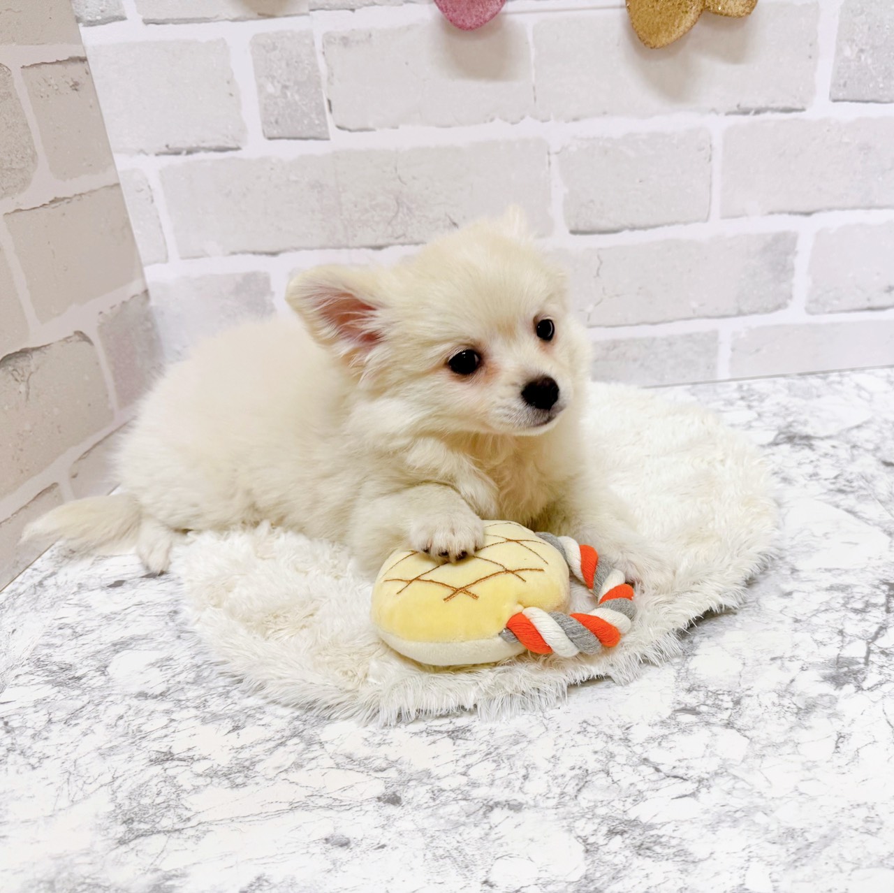 京都府のポメチワ/チワポメ/ポメチー(ポメラニアン×チワワ) (犬の家&猫の里京都精華店/2025年8月19日生まれ/女の子/クリームホワイト)の子犬の3枚目の画像