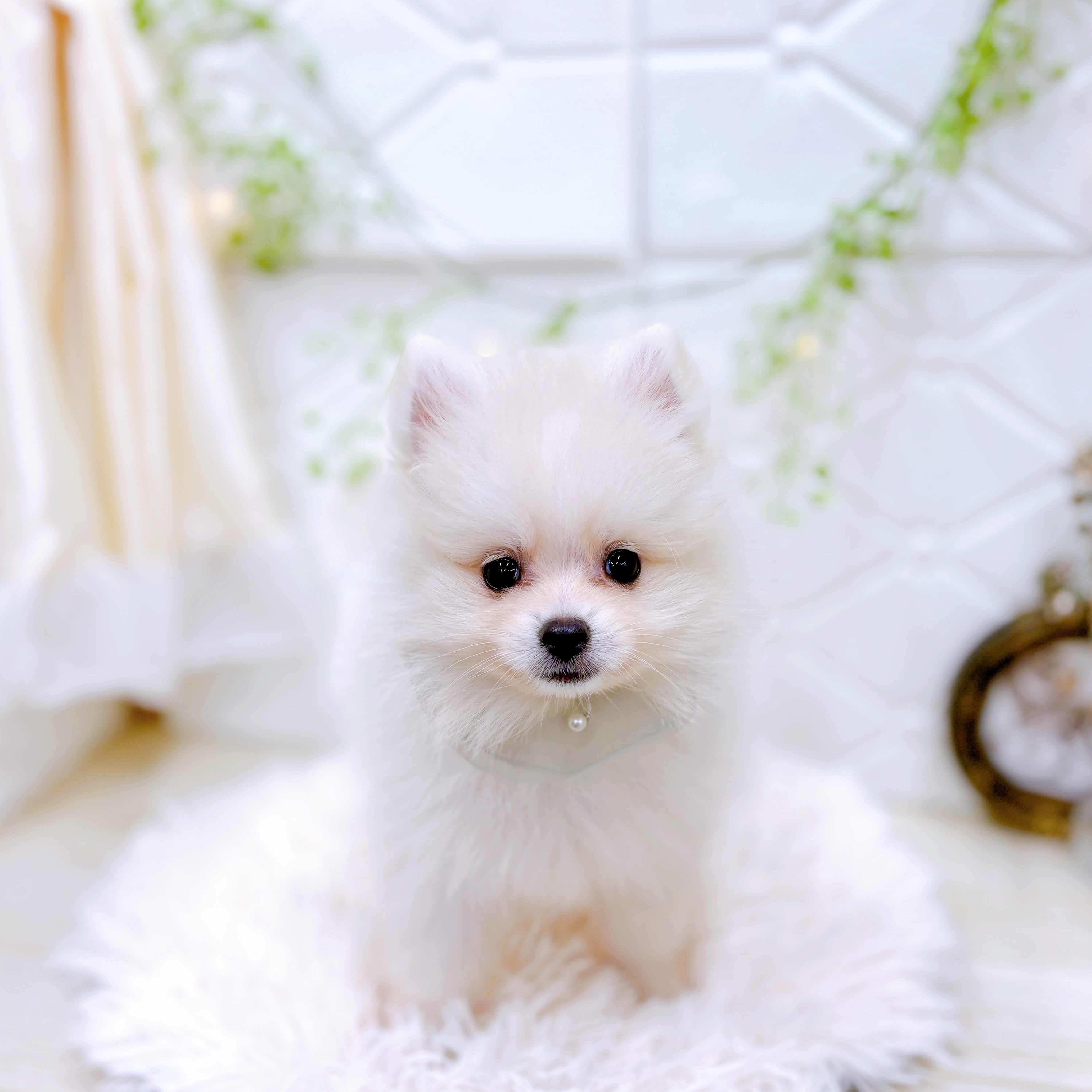 福井県のポメラニアン (犬の家＆猫の里アミーゴ福井店/2025年8月22日生まれ/男の子/クリーム)の子犬の3枚目の画像